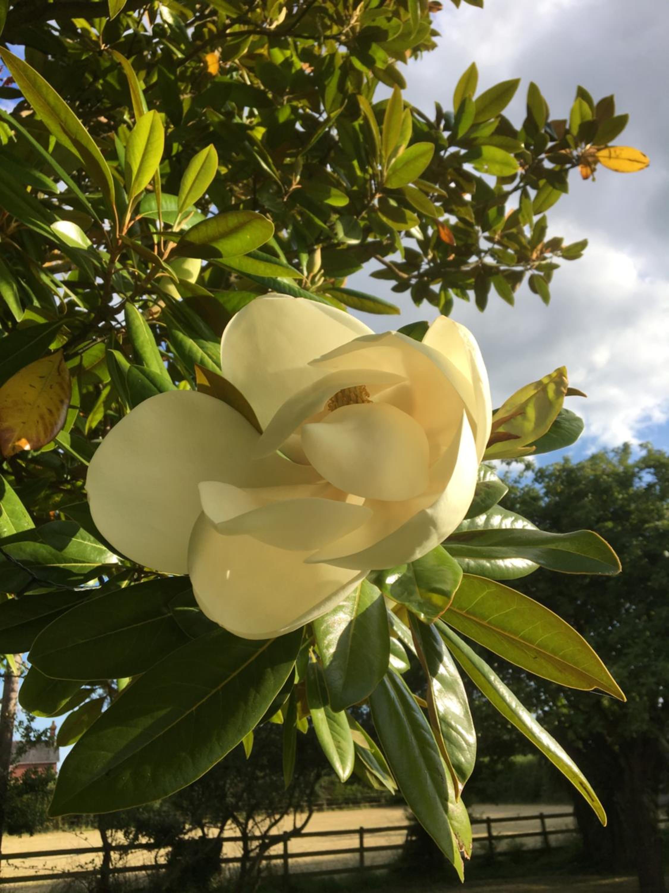 Photo 21