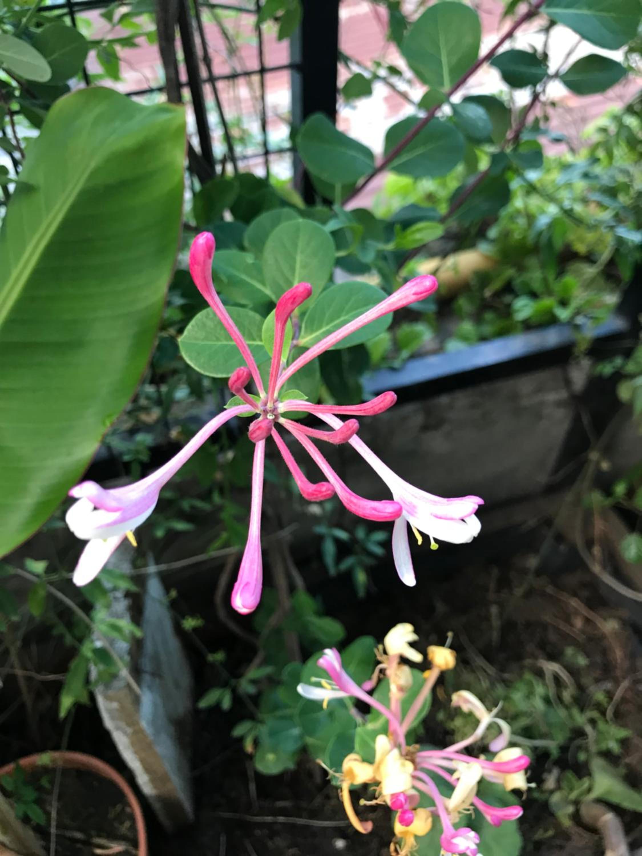 Santa Rosa