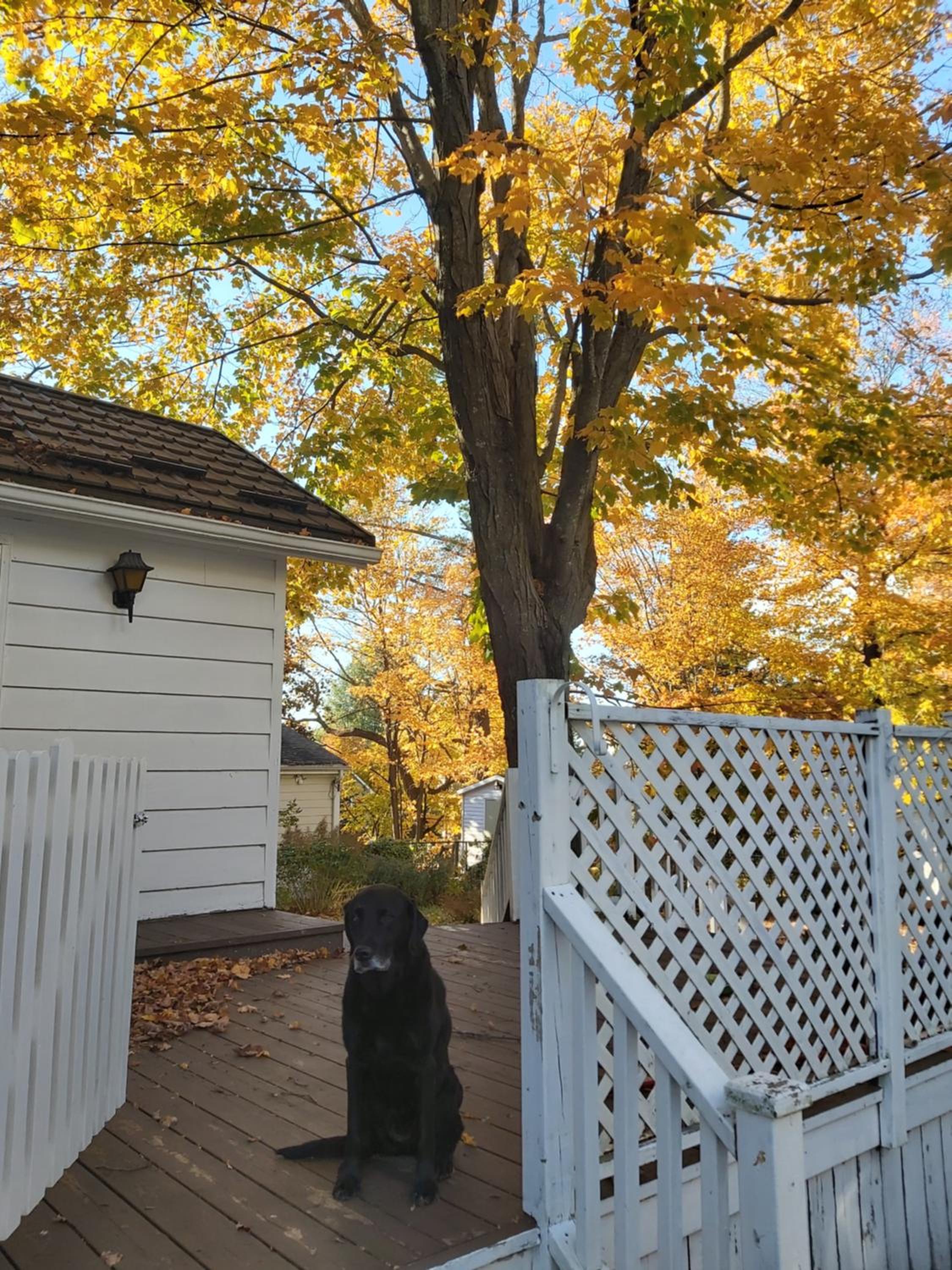 Blue Spruce Bed and Breakfast Muskoka