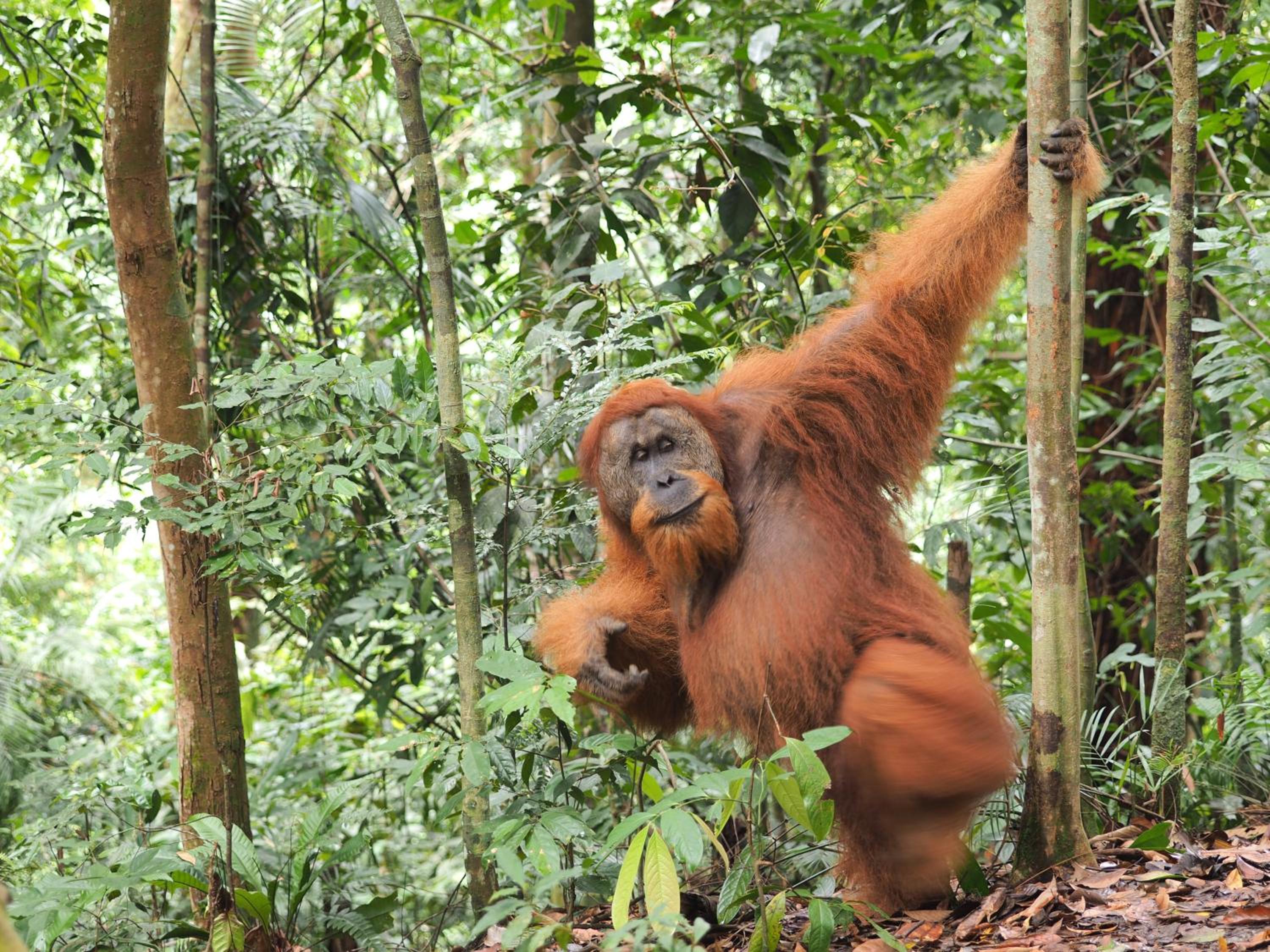 Indra Valley Inn Bukit Lawang