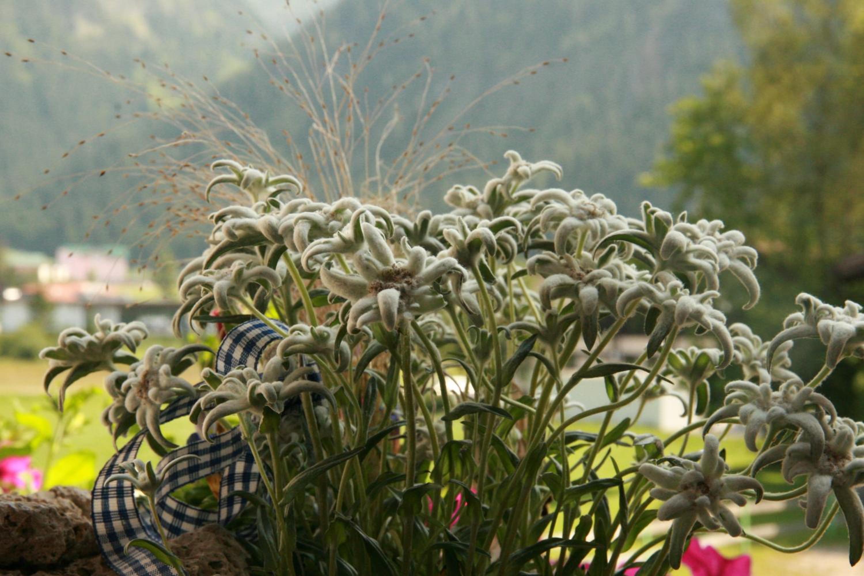 Das Edelweiss