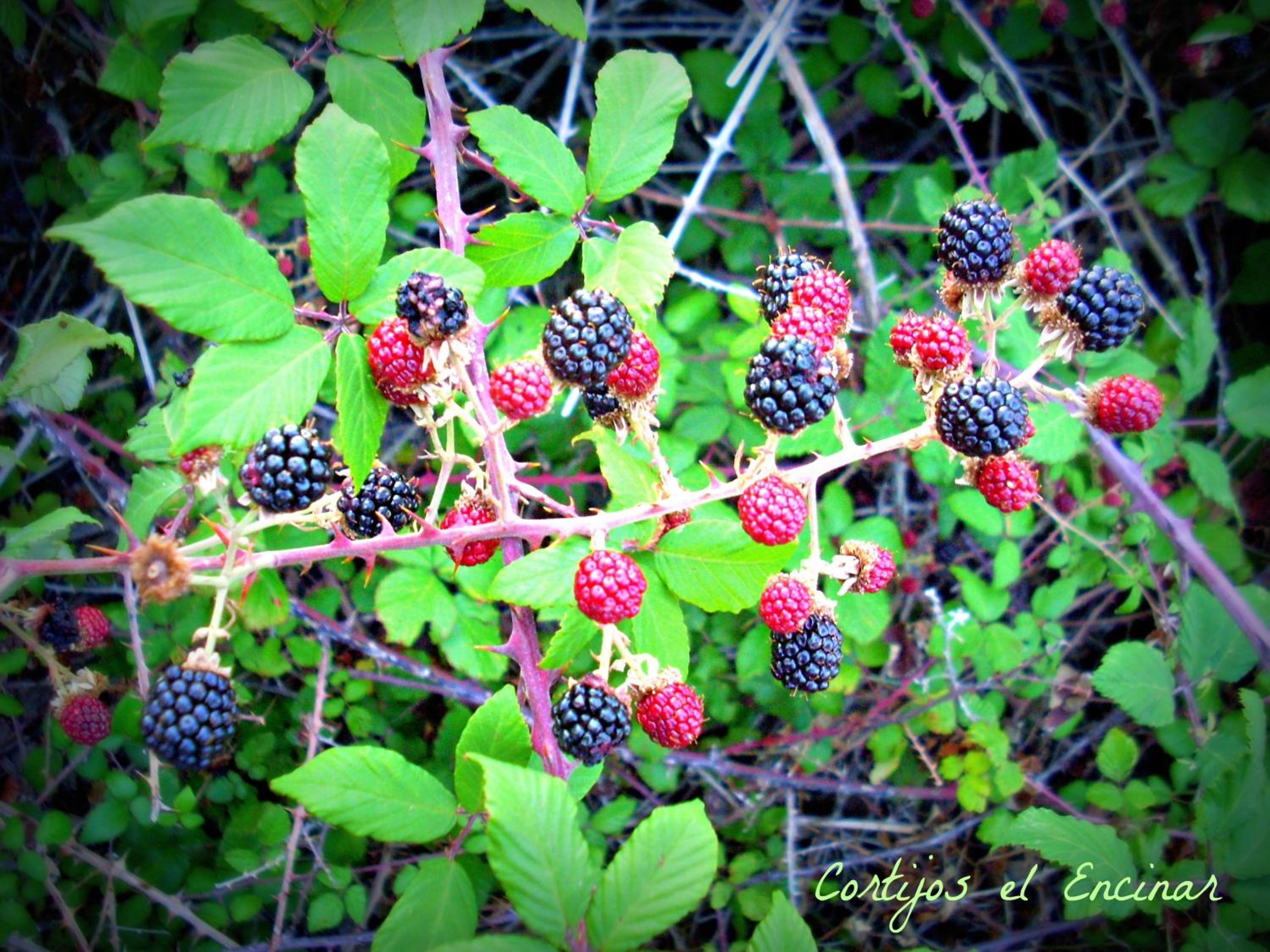 Photo 46