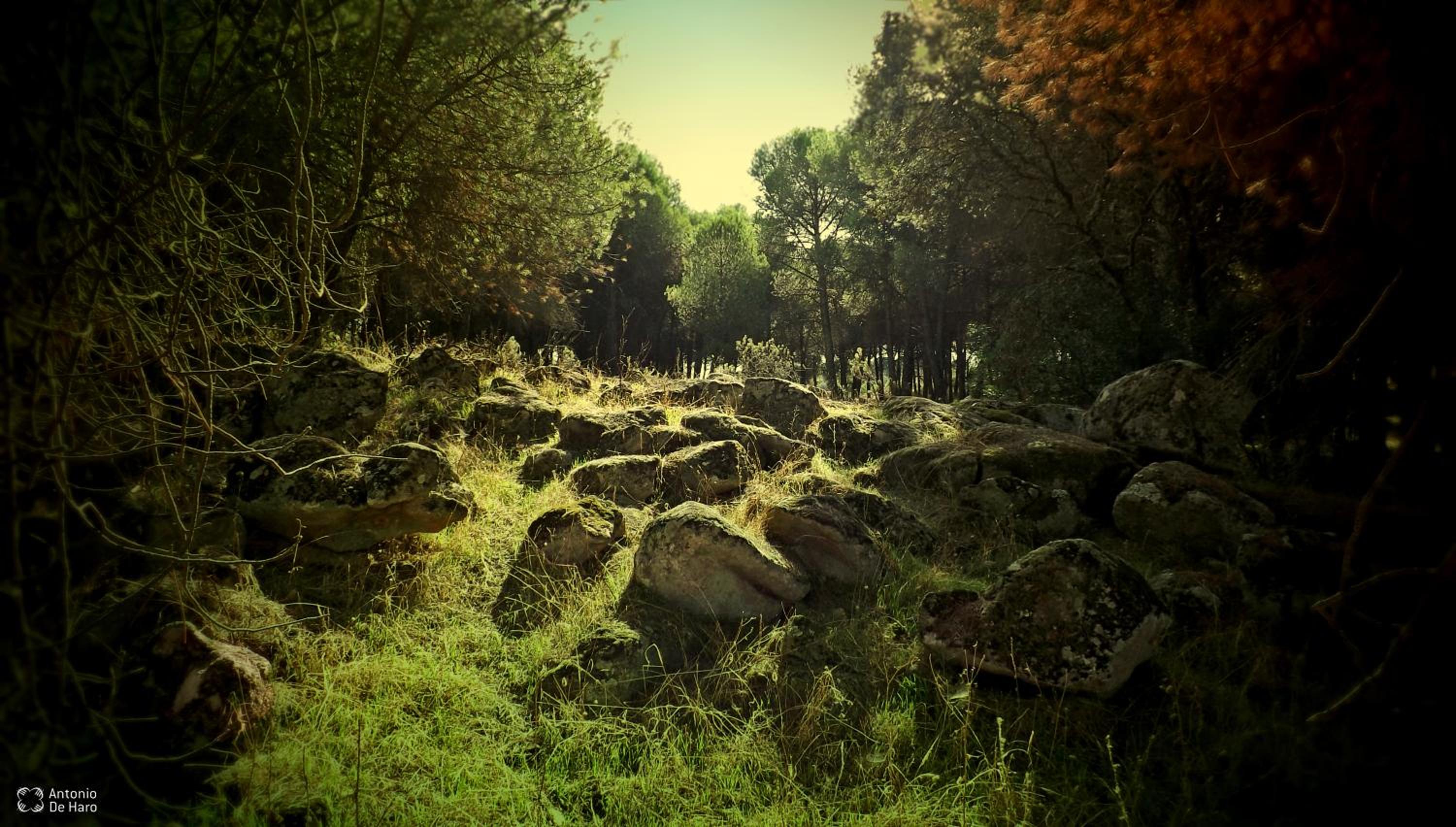 Photo 46