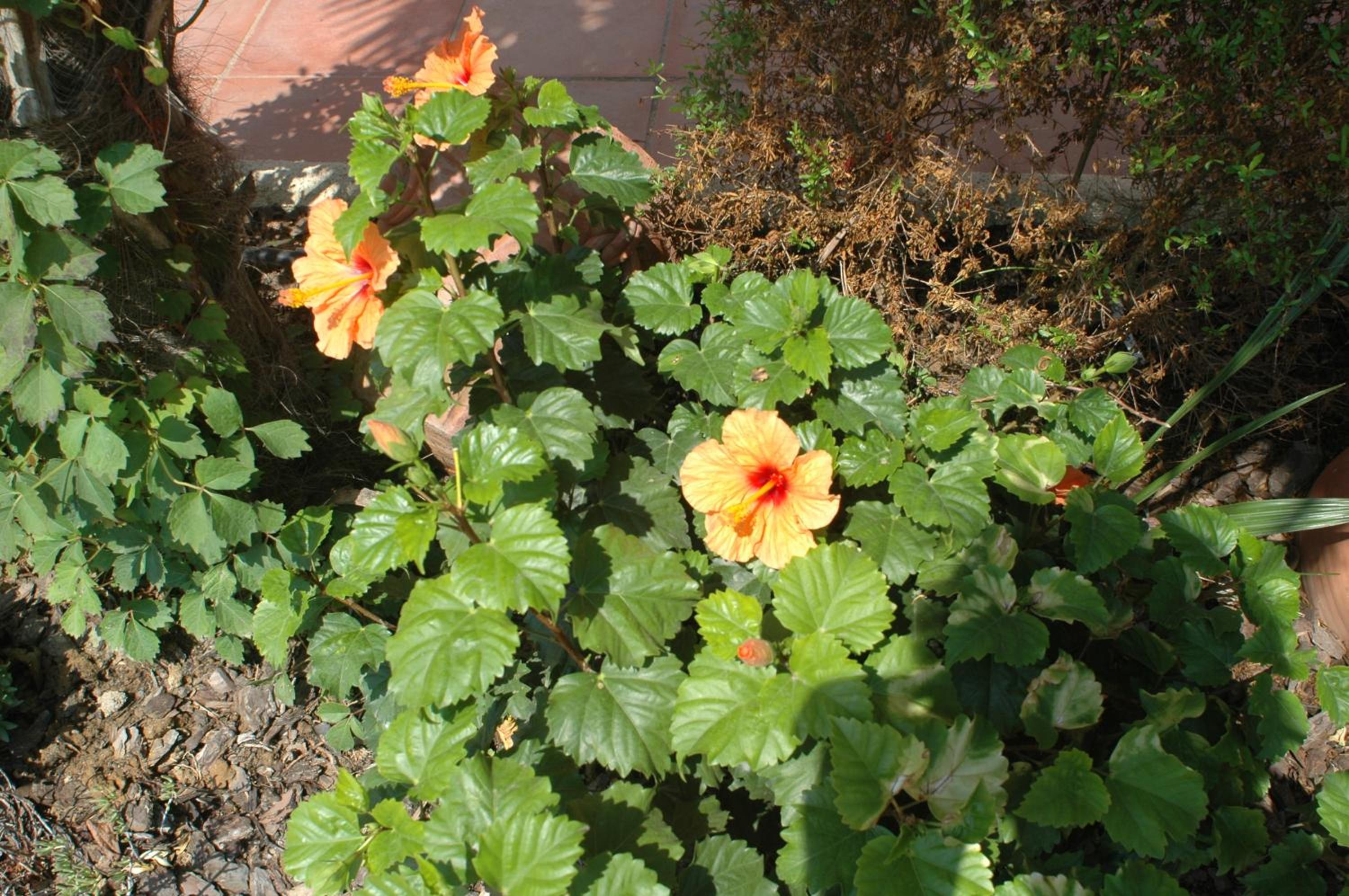 Villa Sol