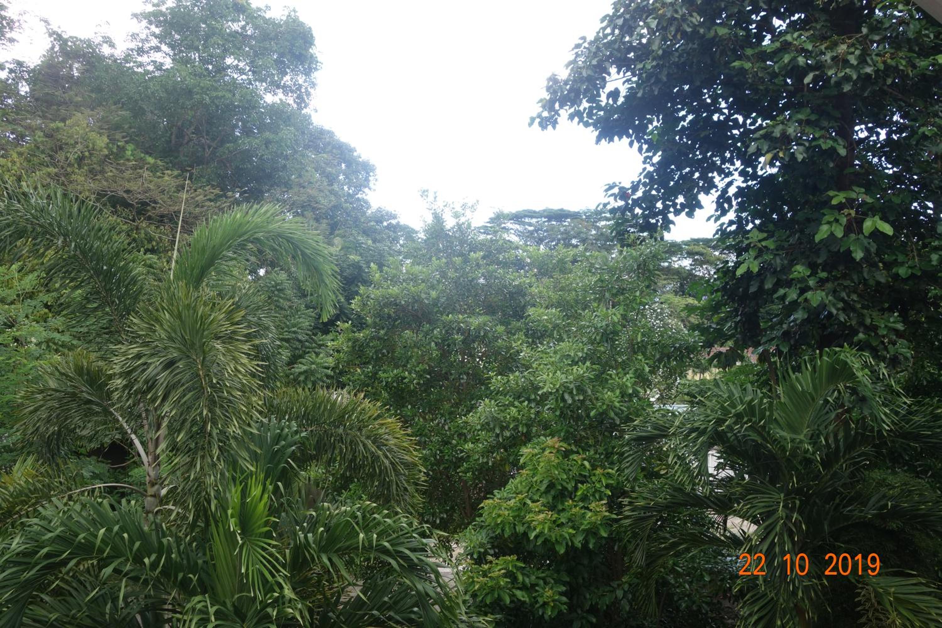 Forest Lodge