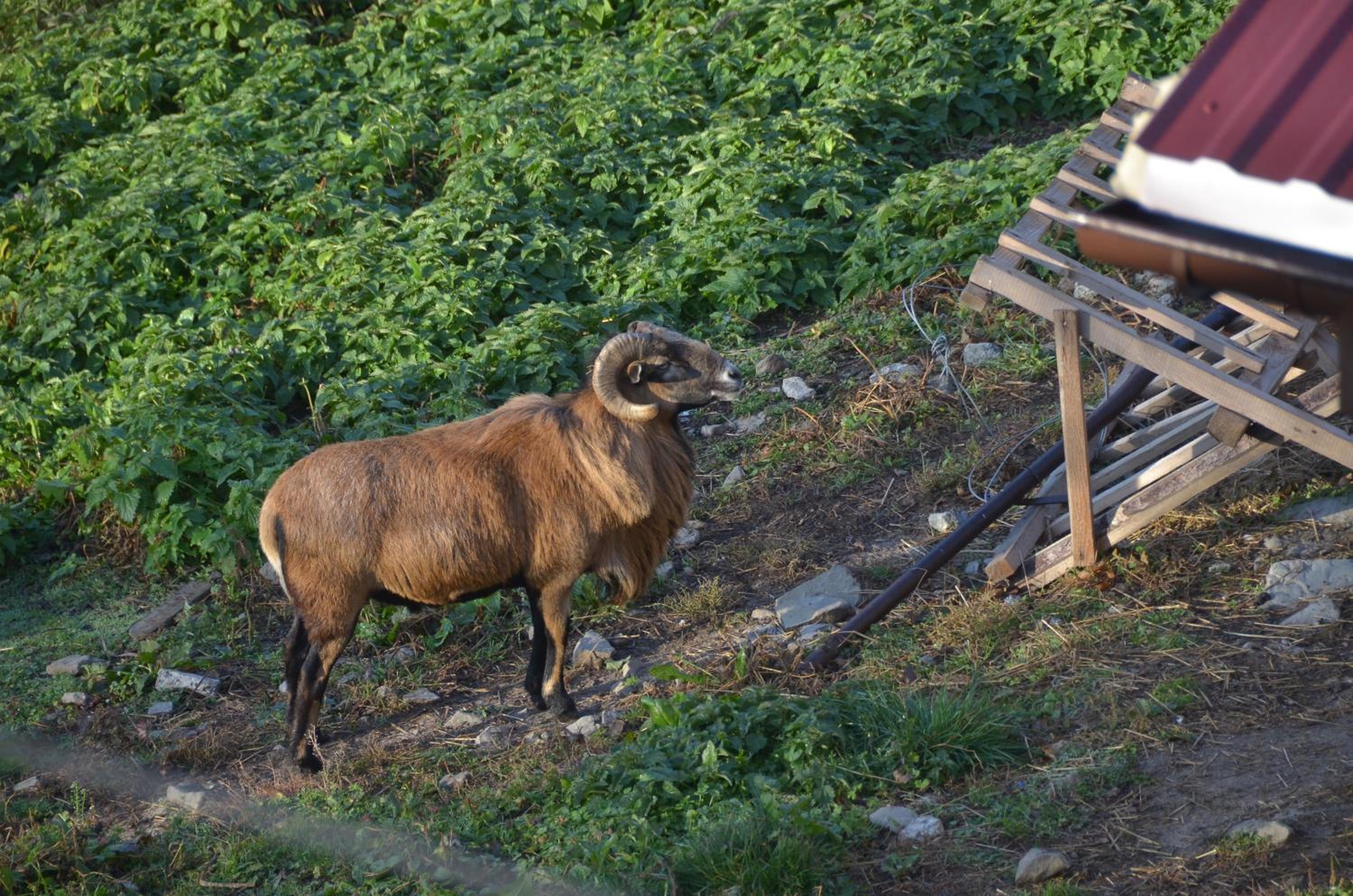 Malinowy Domek view 4
