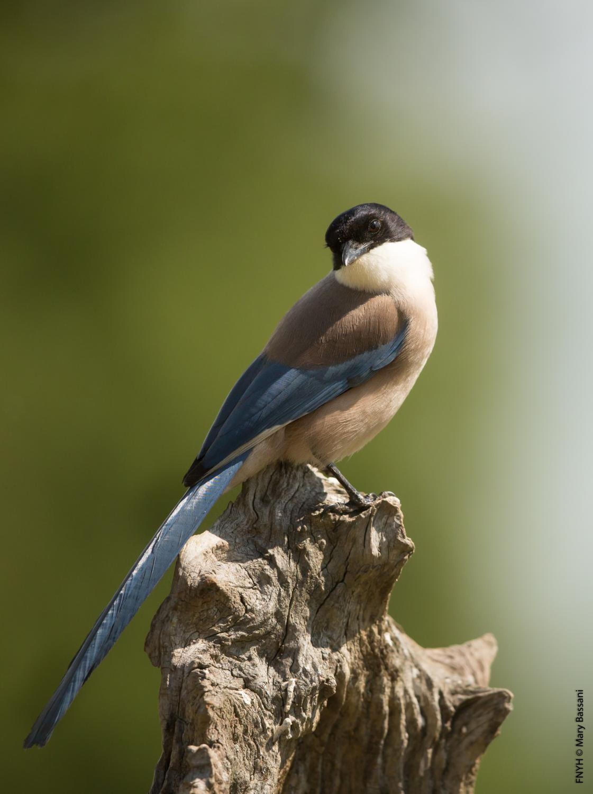 Photo 45