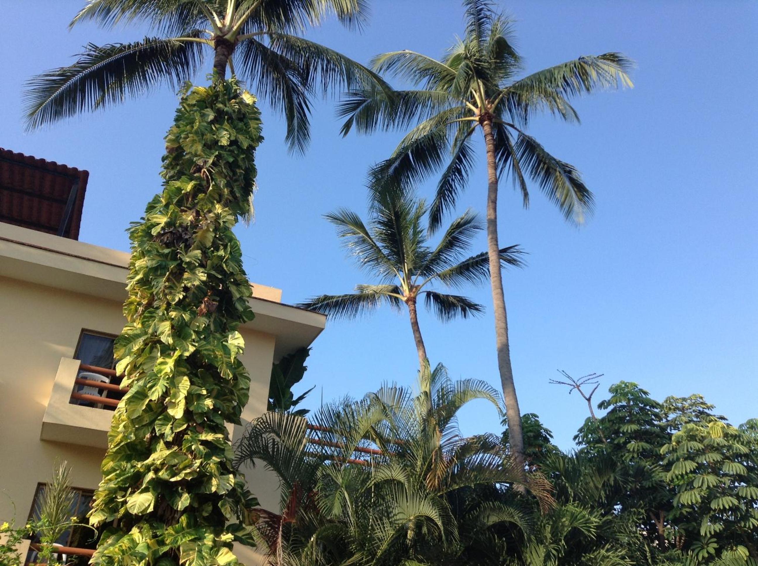 Hotel Palmeras - Image 1