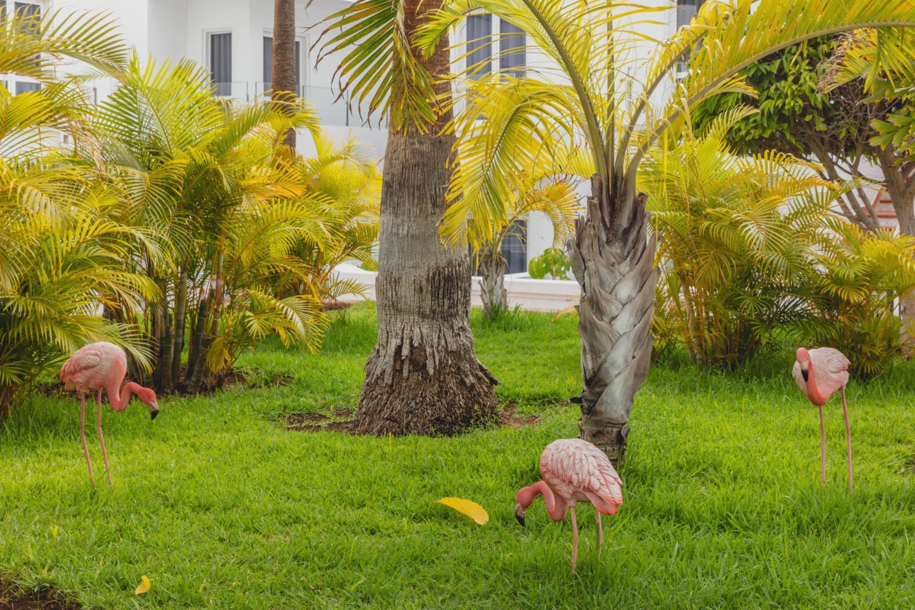 Adeje Vacations - Flamingo Beach Mate - Property Image 25