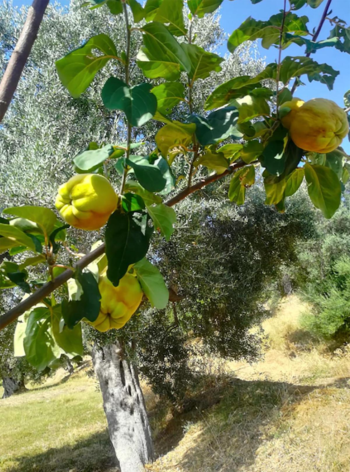 Agriturismo Vulcano