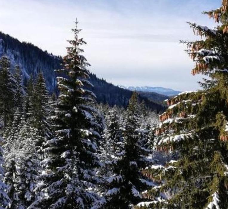 Jelka apartmani