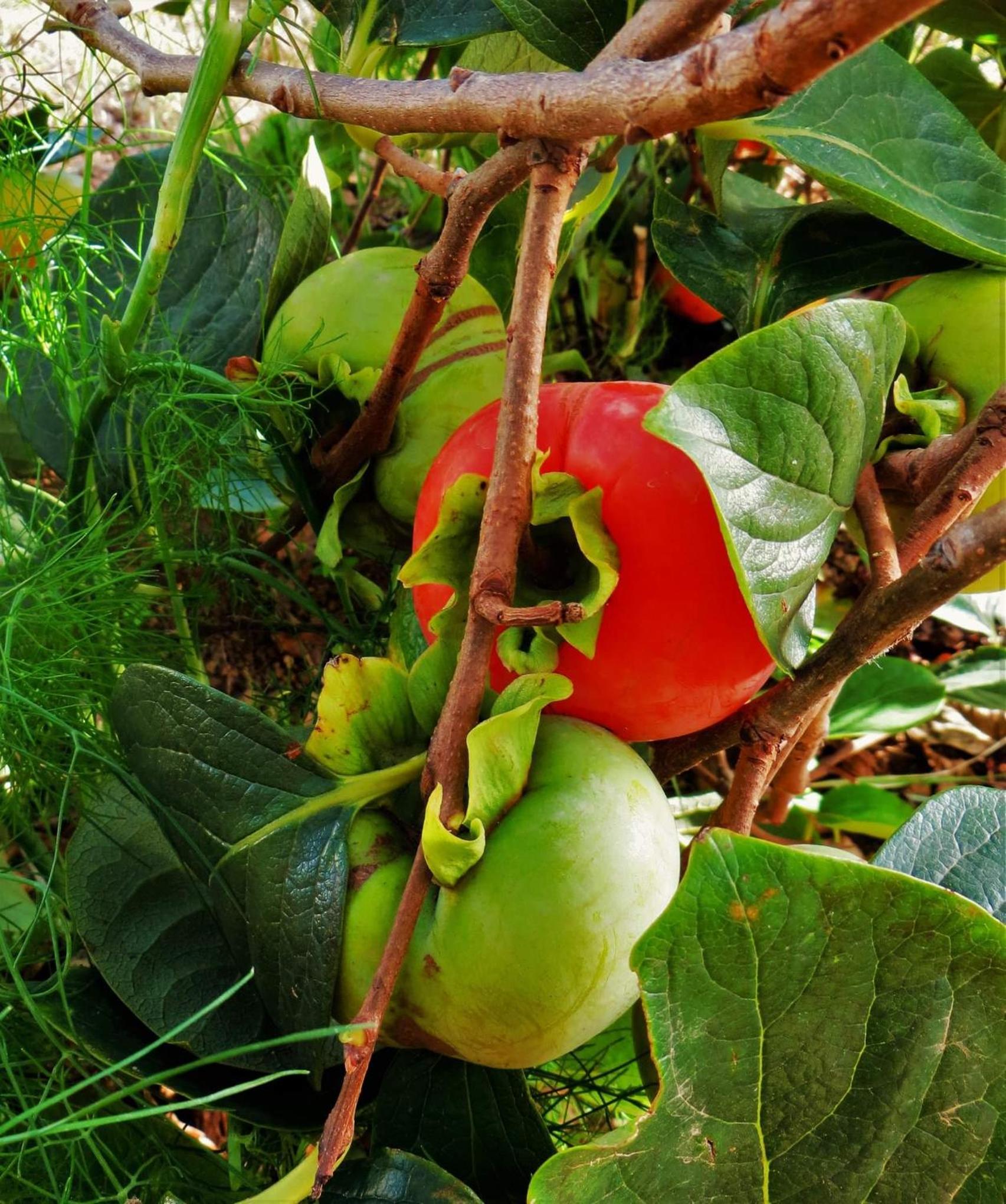 Photo 40