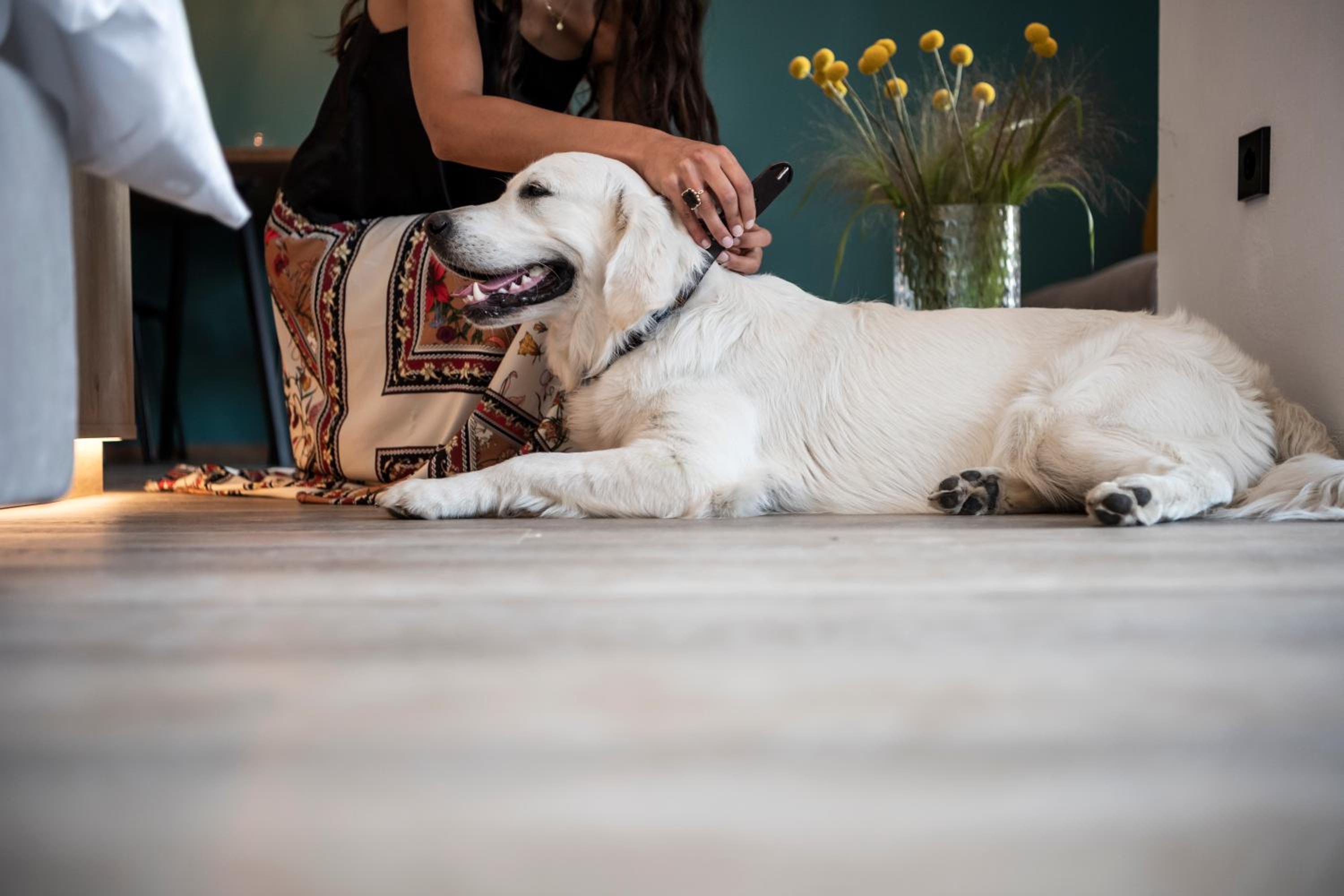 Sambucus Apartments -Premium Apartments for You and Your Dog view 4