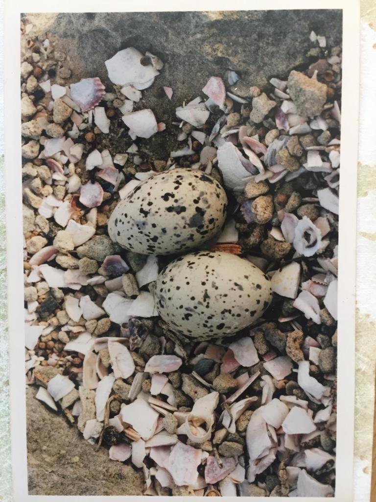 The Speckled Egg, 4 Promenade Rd, Lakeside, Cape Town, photo 47