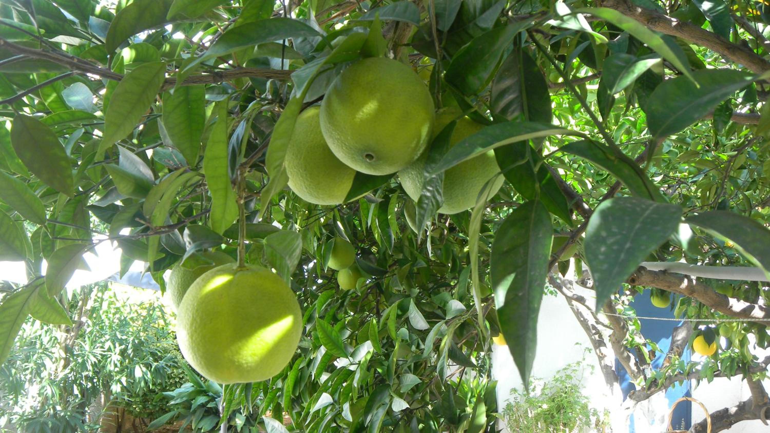 Photo 40
