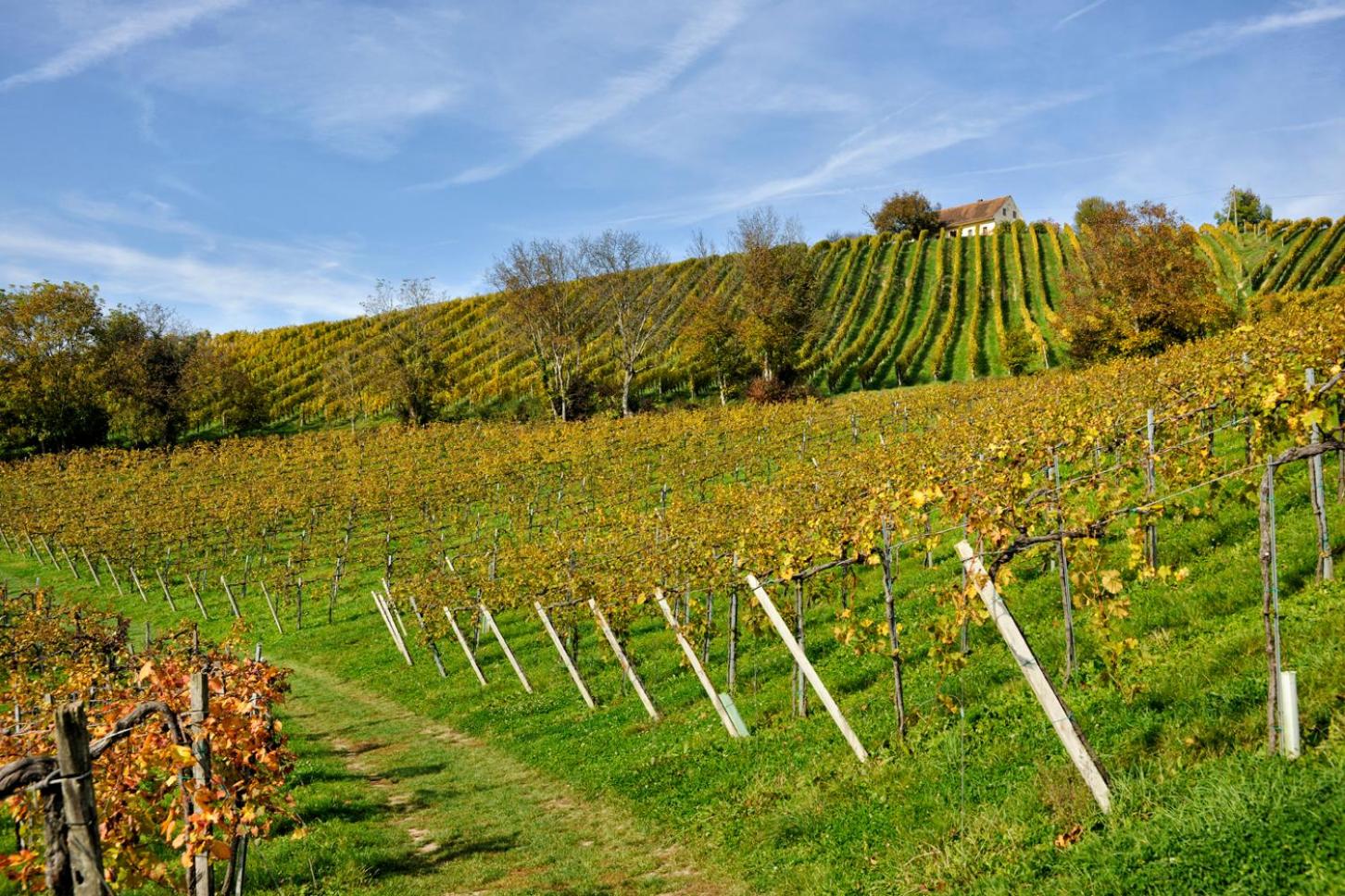 Weingut Zirngast