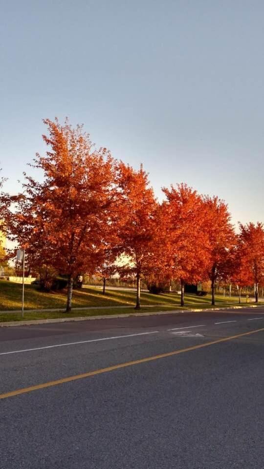 Village at York U