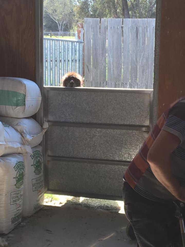 Glenview Alpaca Farm