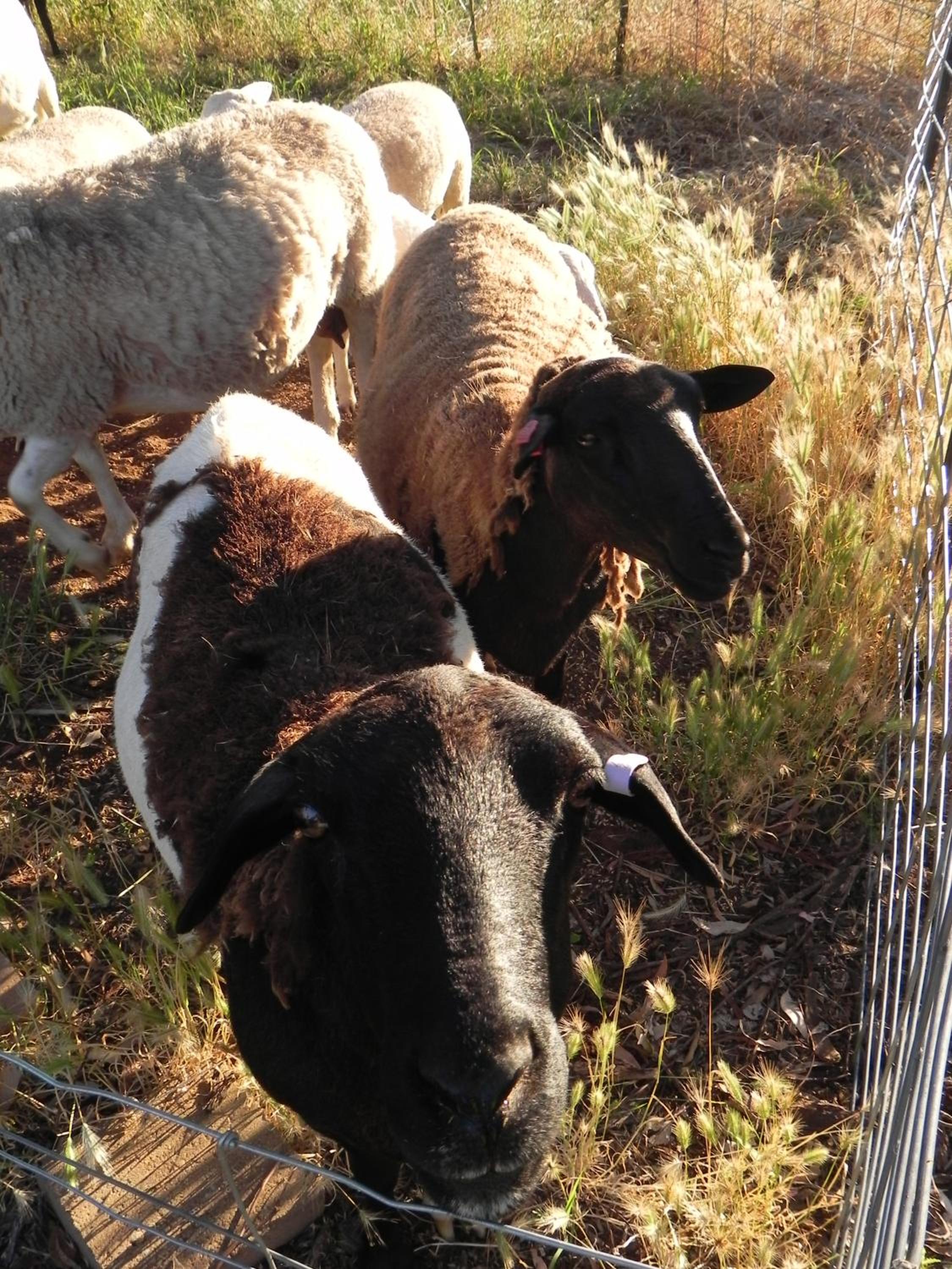 Glenview Alpaca Farm