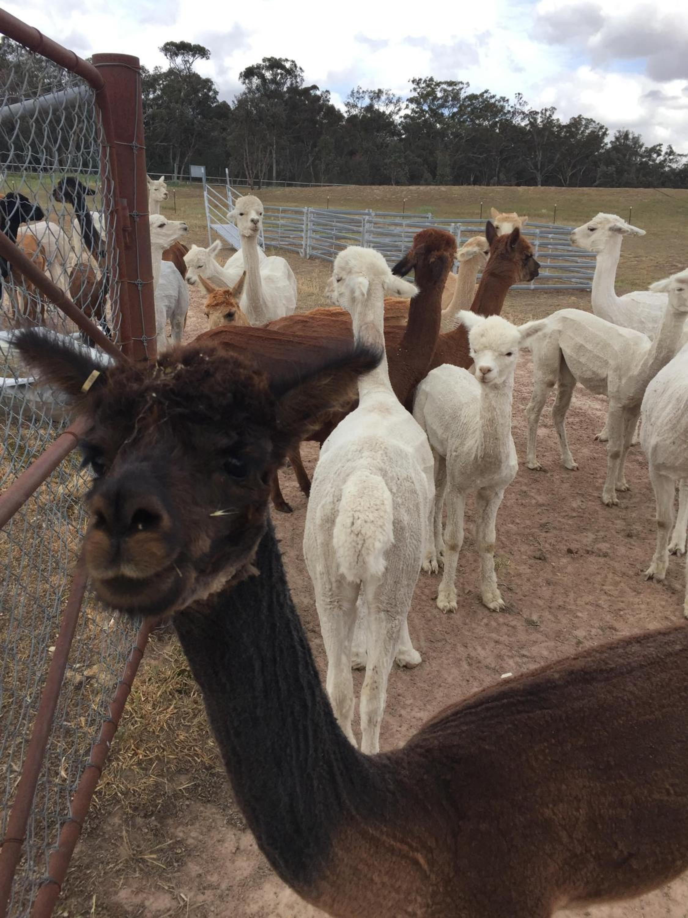 Glenview Alpaca Farm