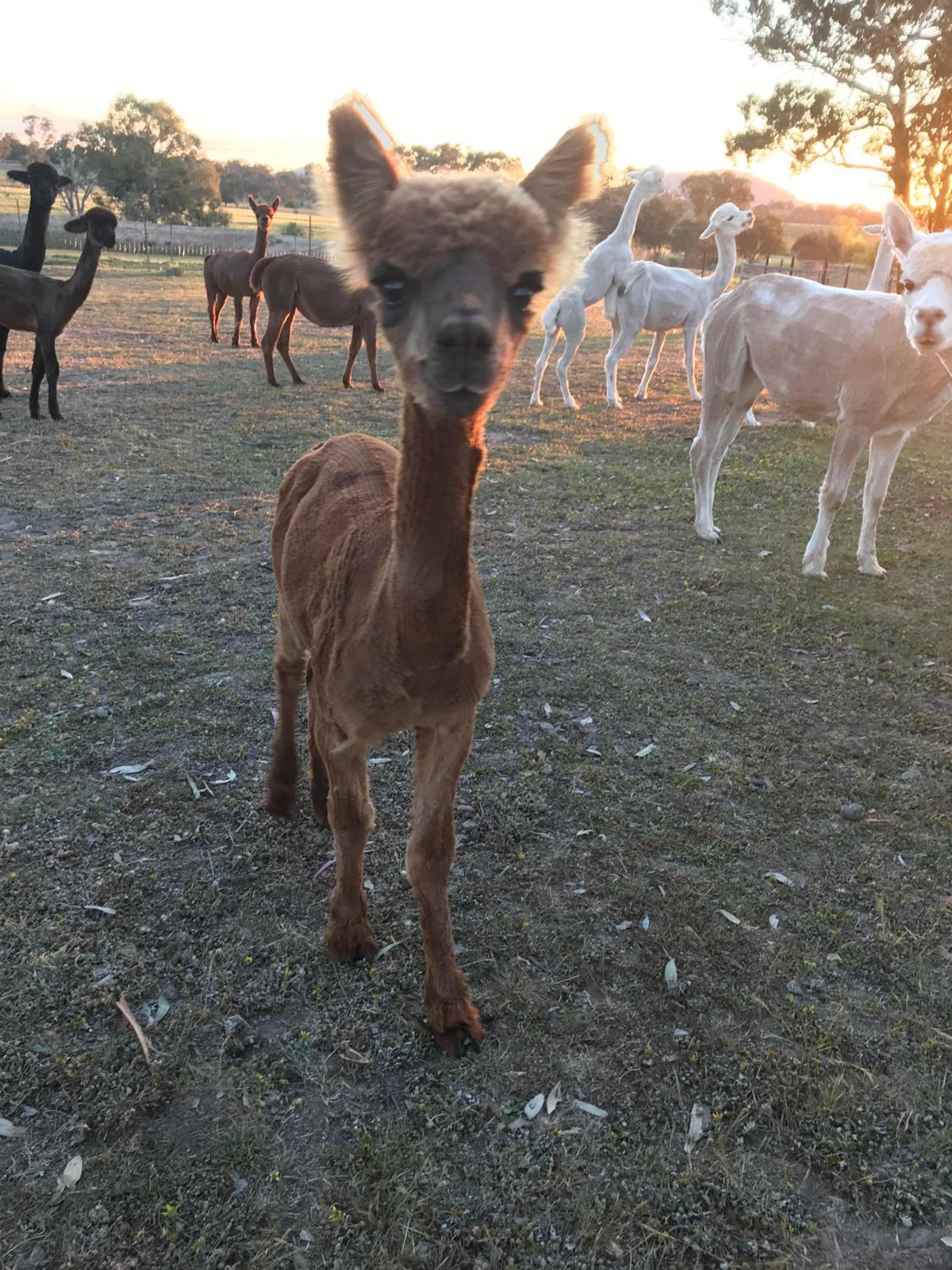 Glenview Alpaca Farm