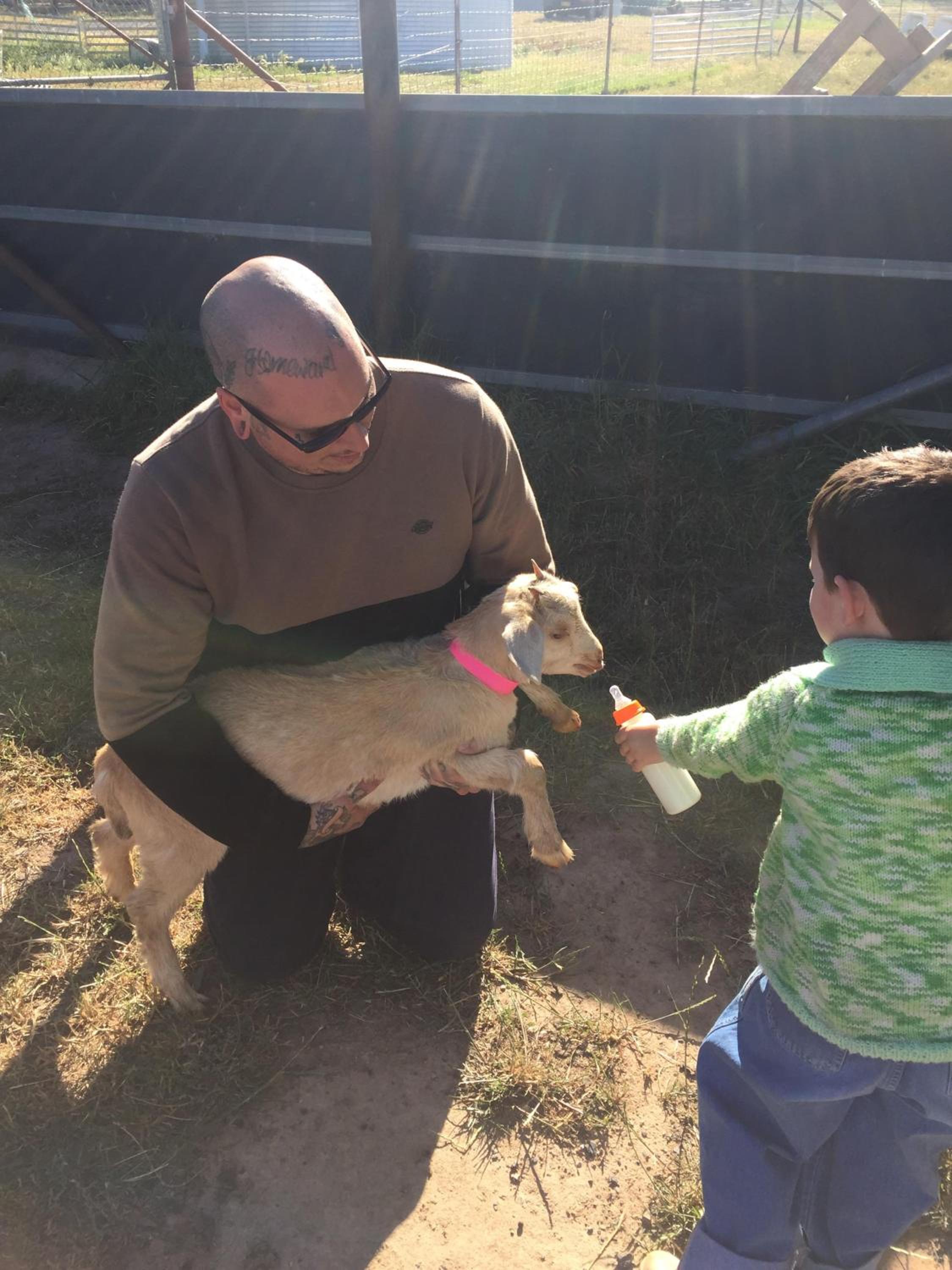 Glenview Alpaca Farm