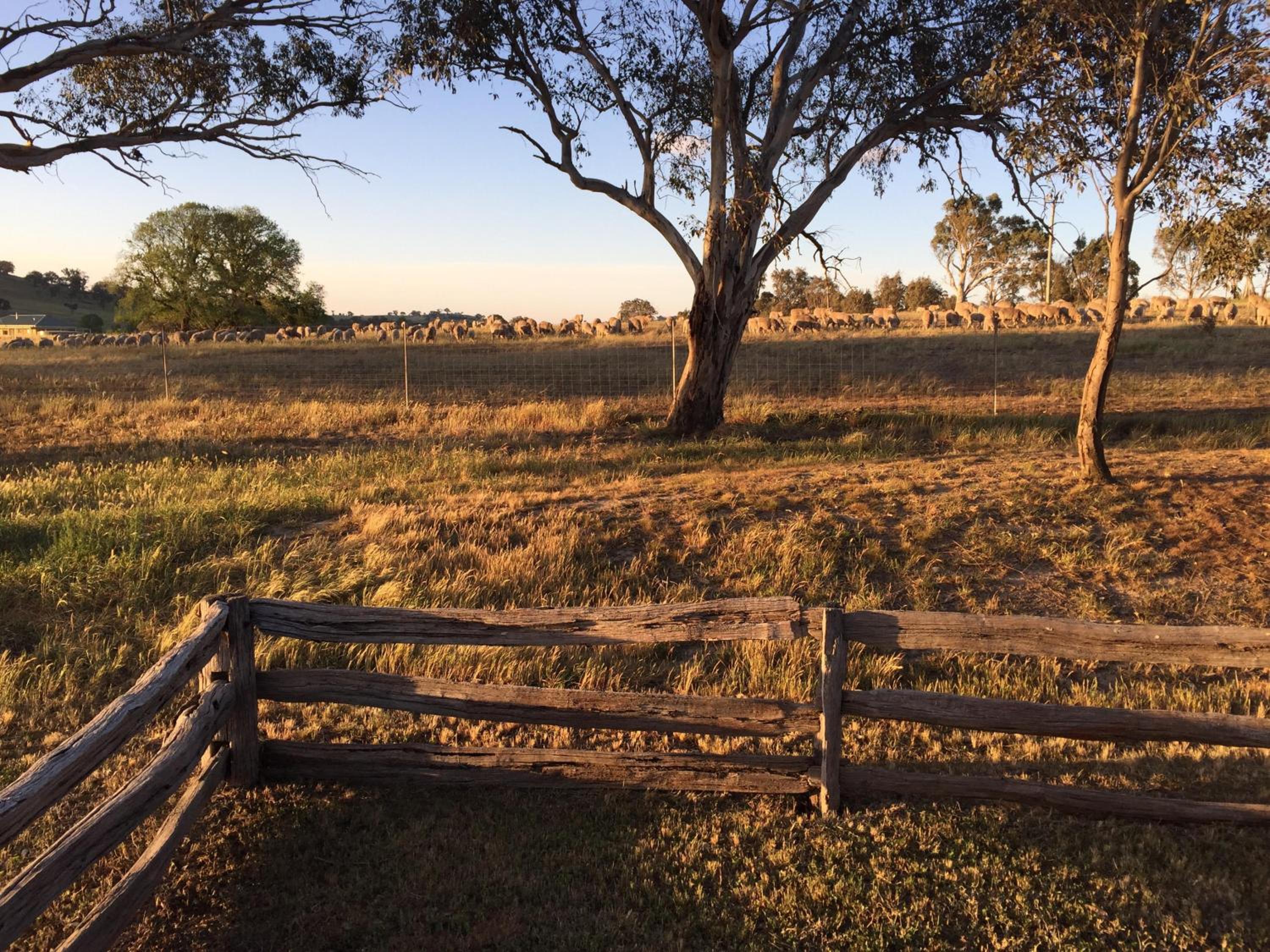 Glenview Alpaca Farm