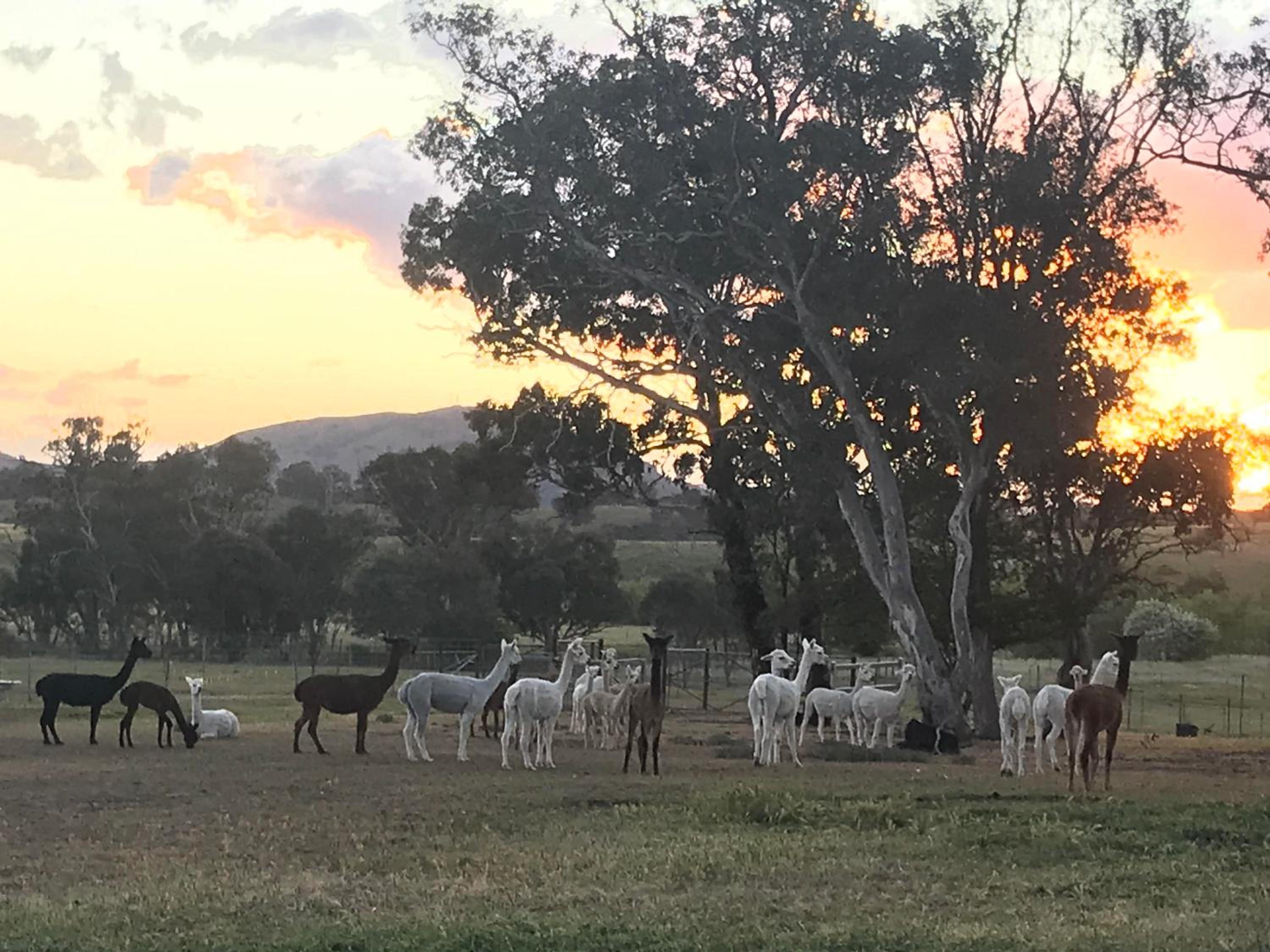 Glenview Alpaca Farm