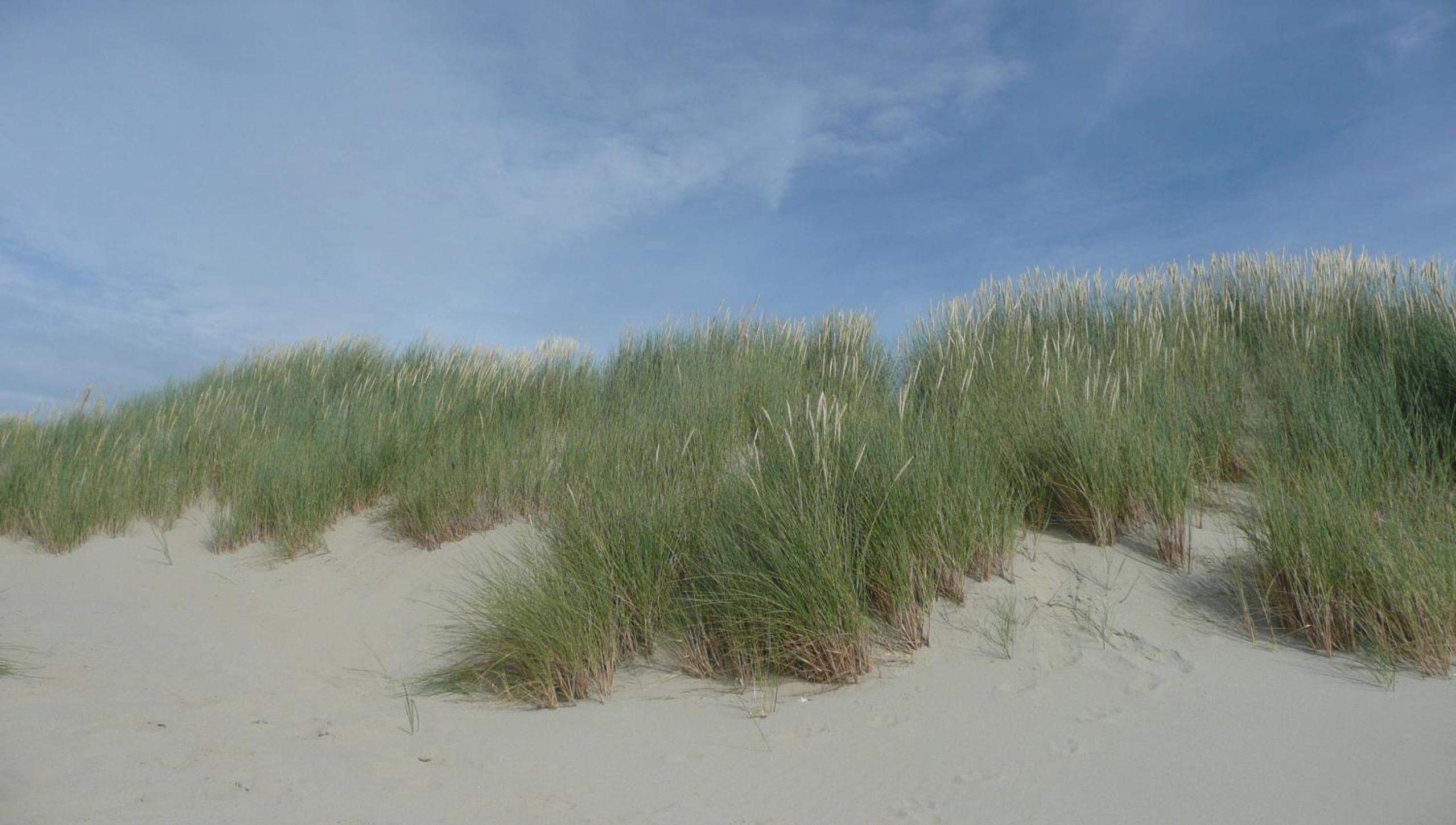 Zonnedauw