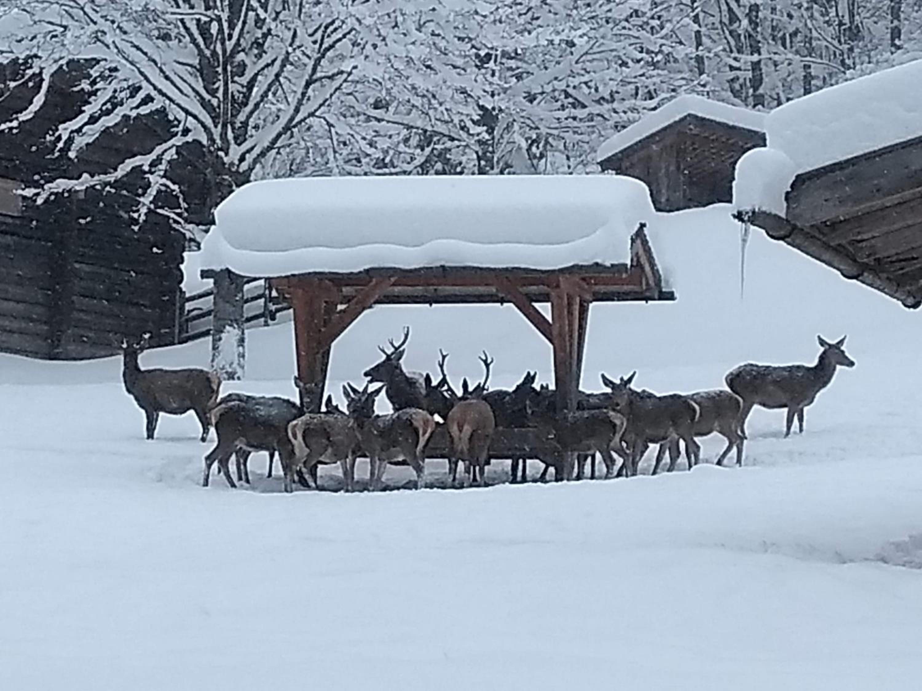 Ferienwohnung YogaHaus Berchtesgaden