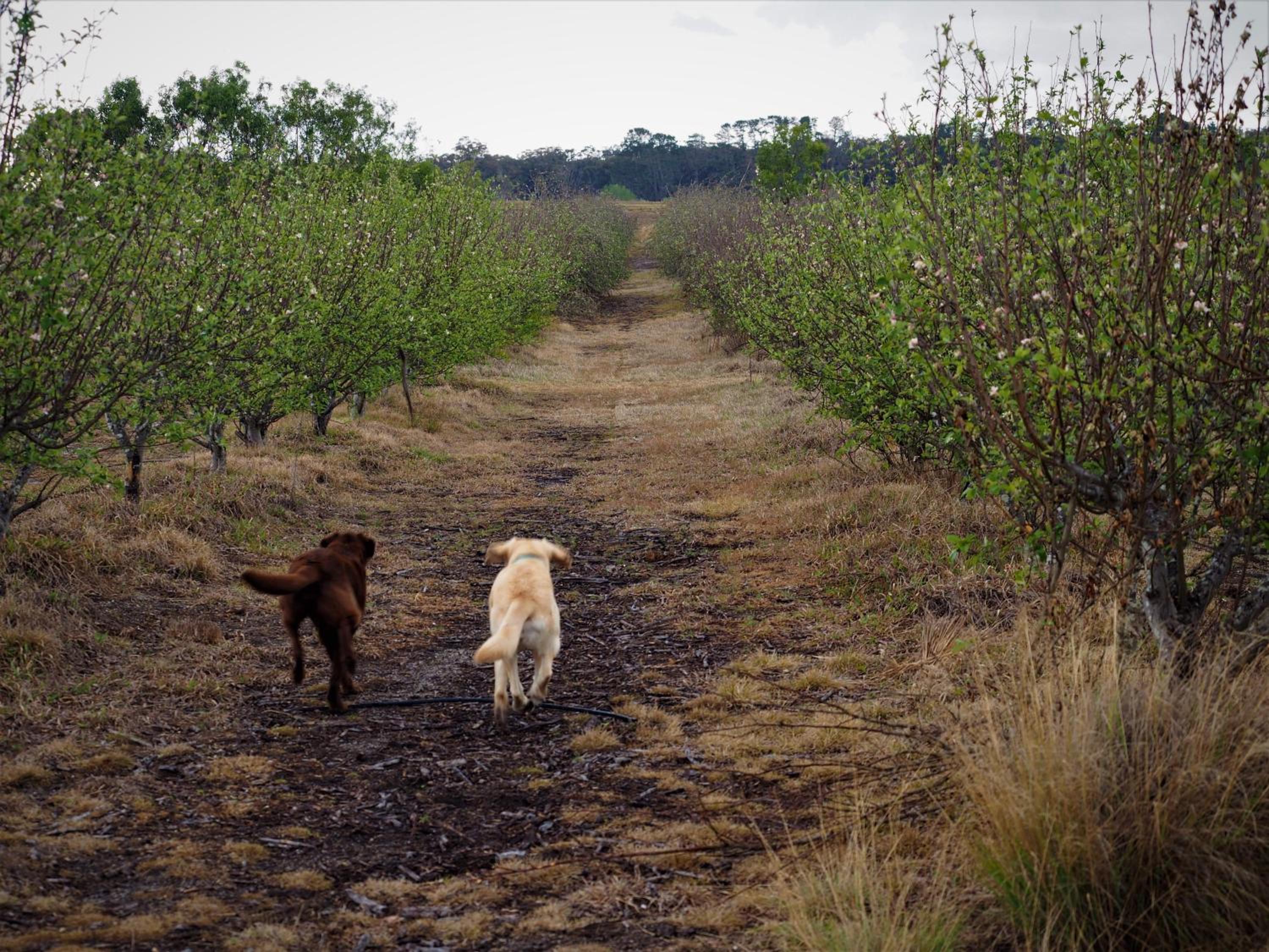 Straw House Farm - STANTHORPE