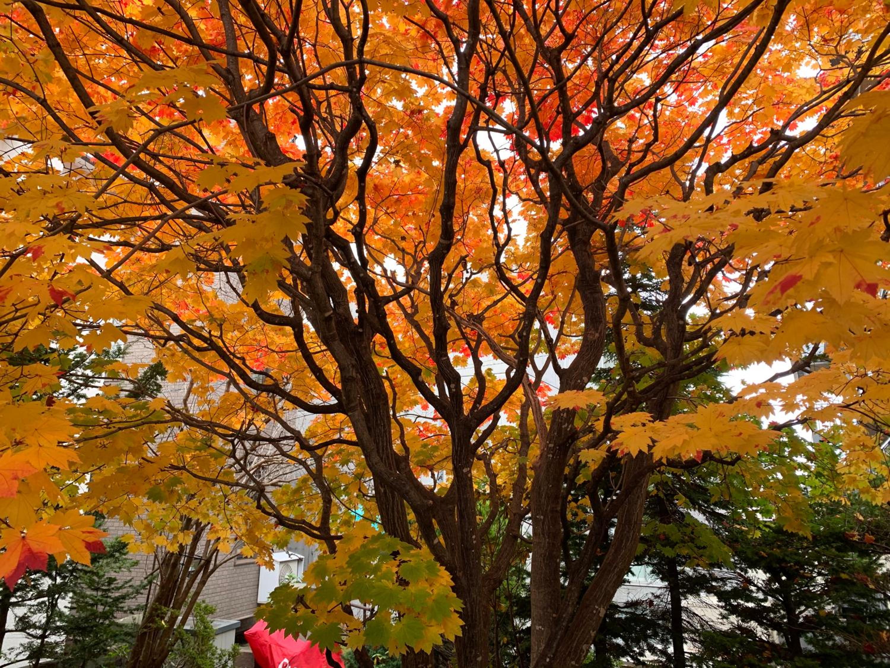 HDO Sumikawa Villa view 4
