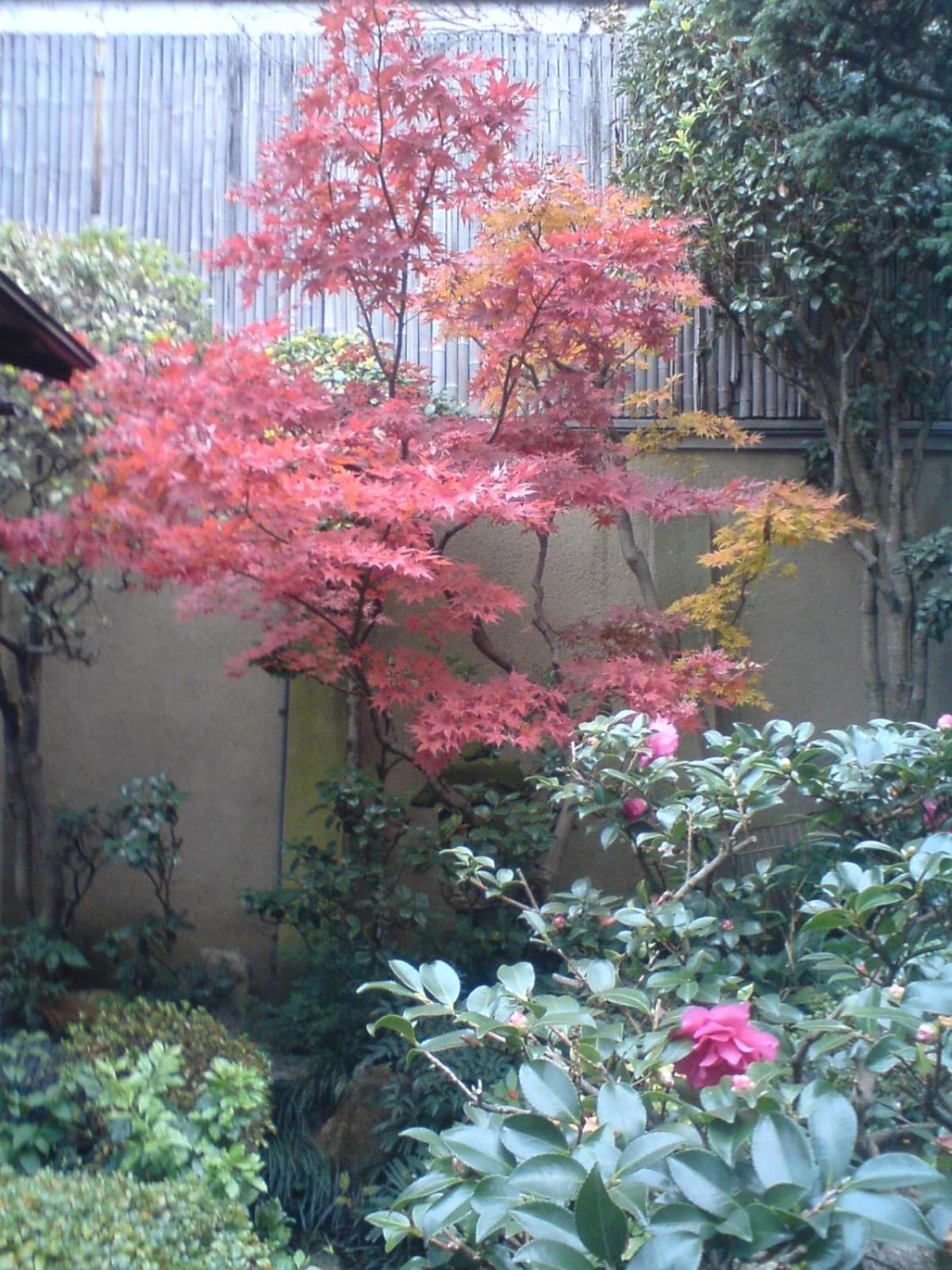 Tsubakiso