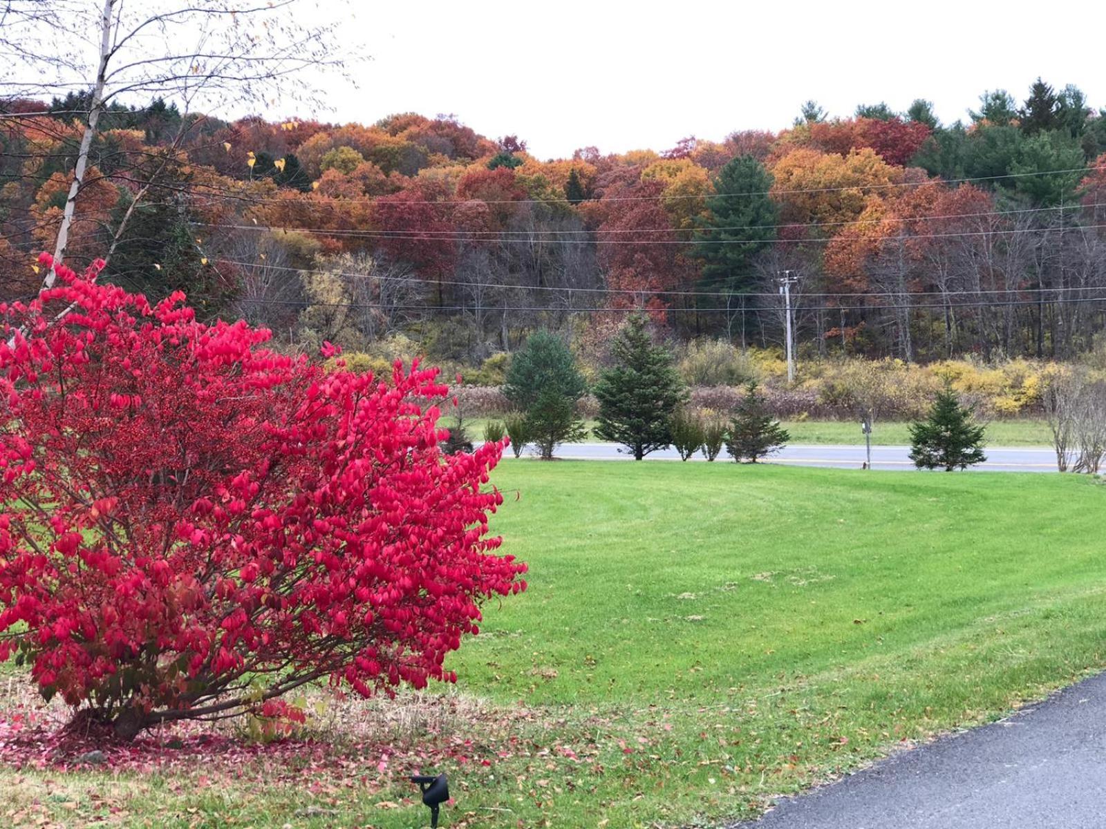 Elm Tree Motel