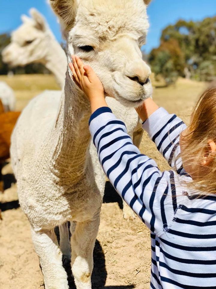 Glenview Alpaca Farm