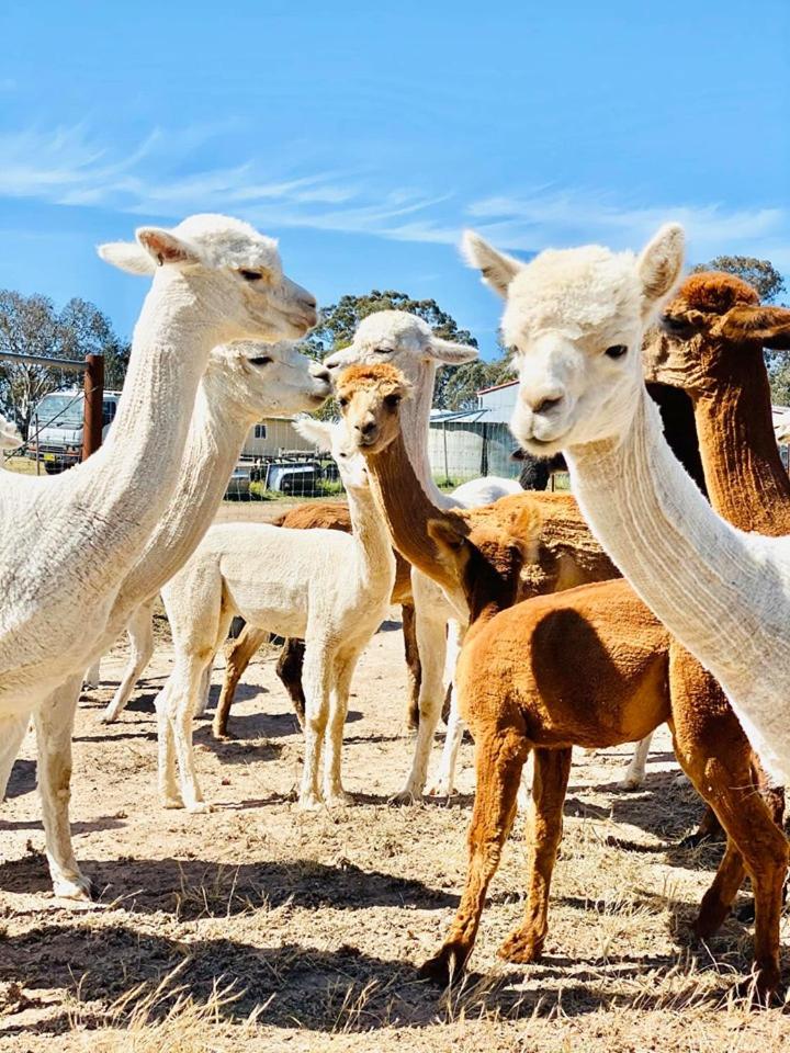 Glenview Alpaca Farm