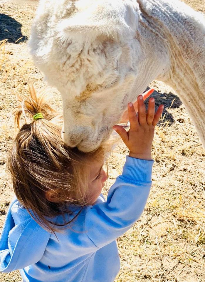 Glenview Alpaca Farm