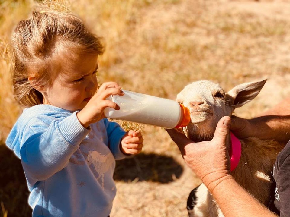 Glenview Alpaca Farm