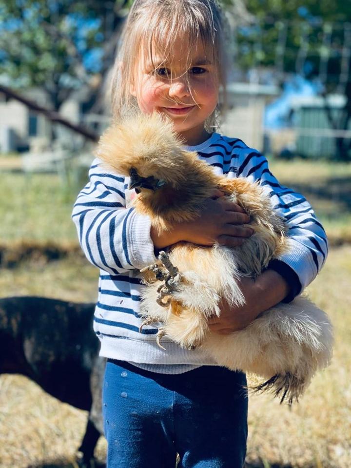 Glenview Alpaca Farm