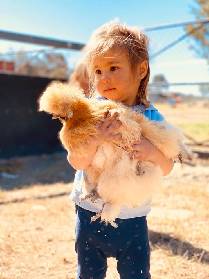 Glenview Alpaca Farm