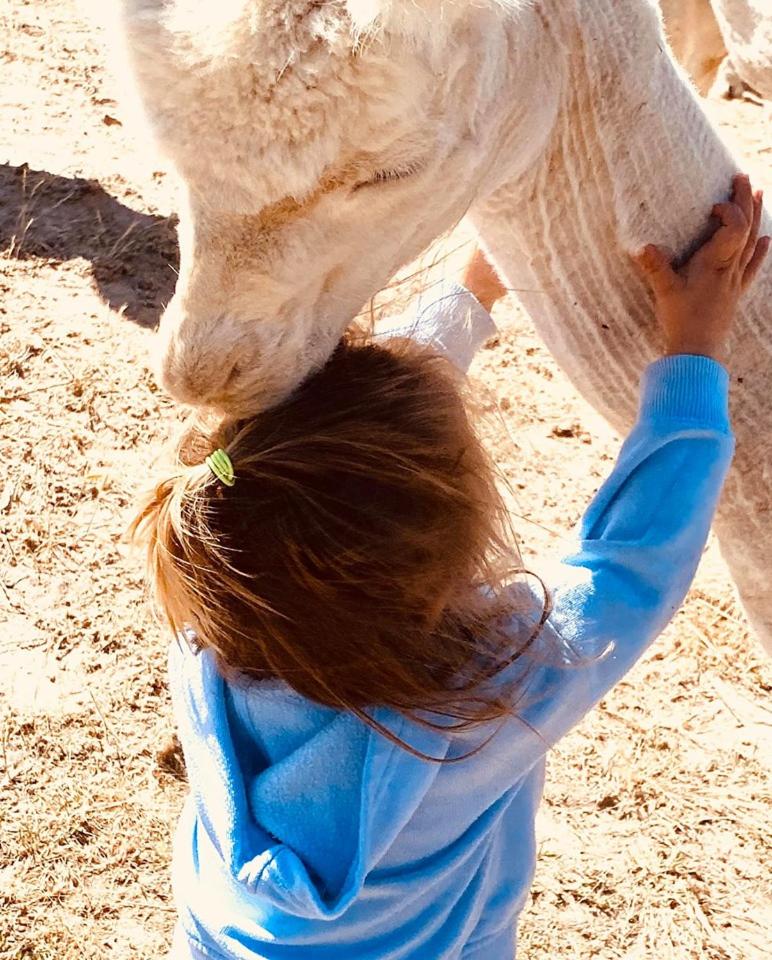 Glenview Alpaca Farm