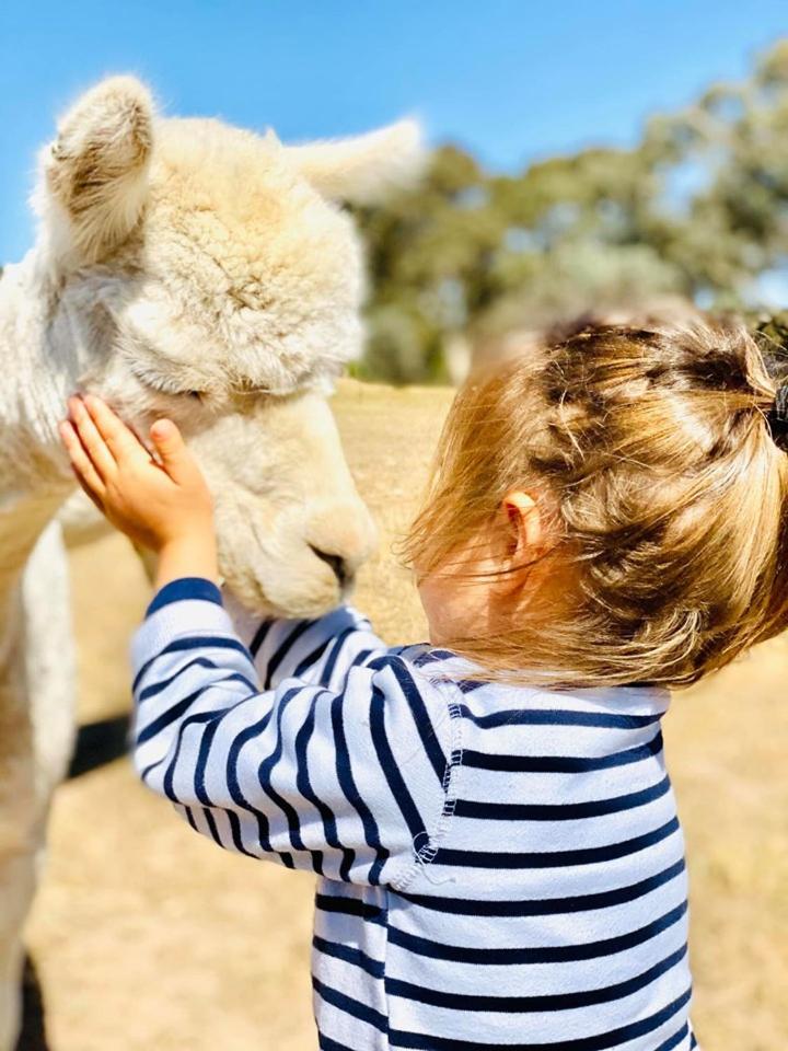 Glenview Alpaca Farm