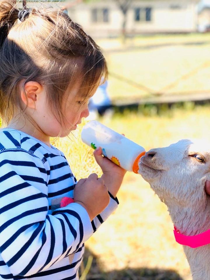 Glenview Alpaca Farm