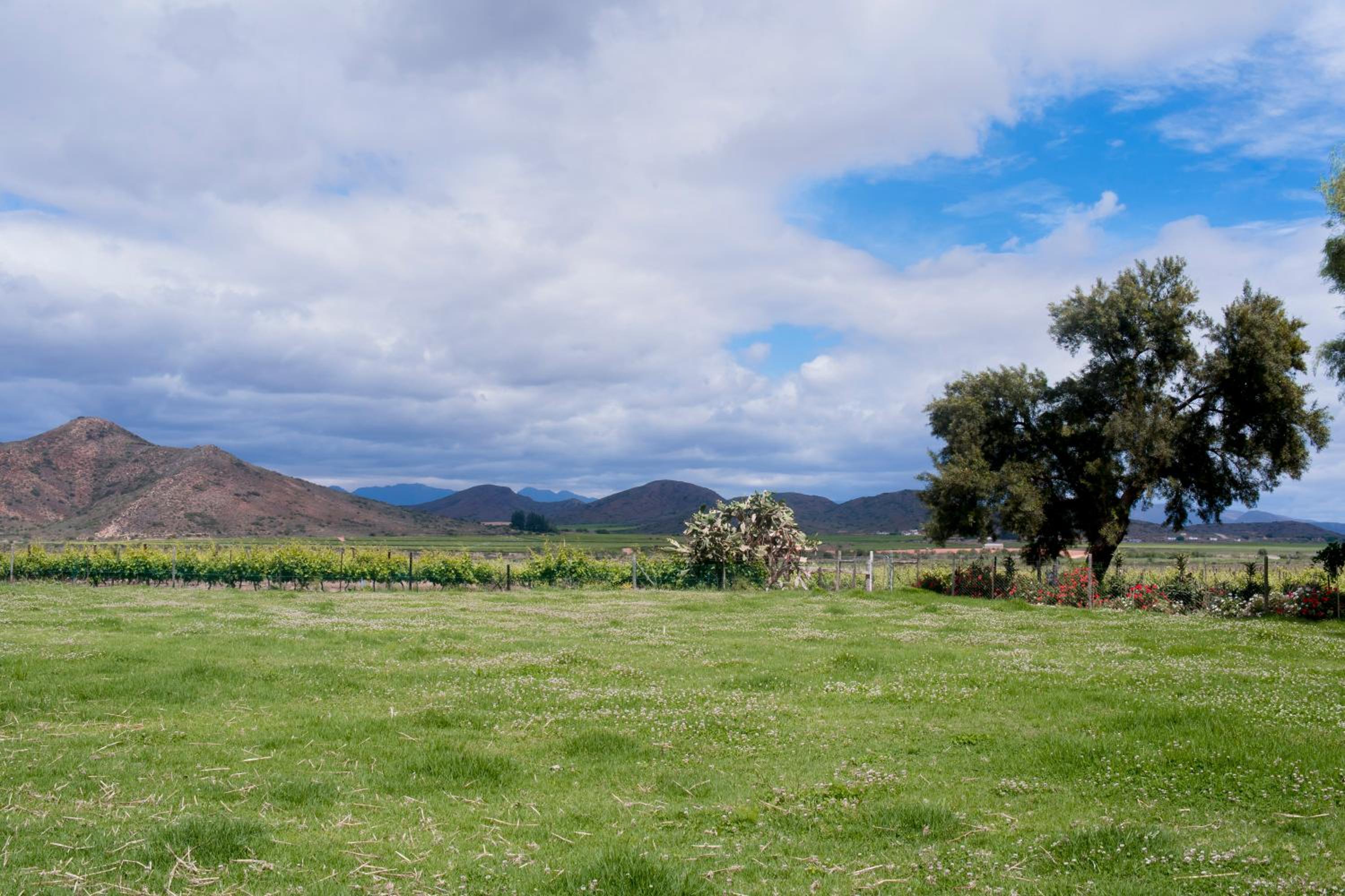 Green Olive Guesthouse