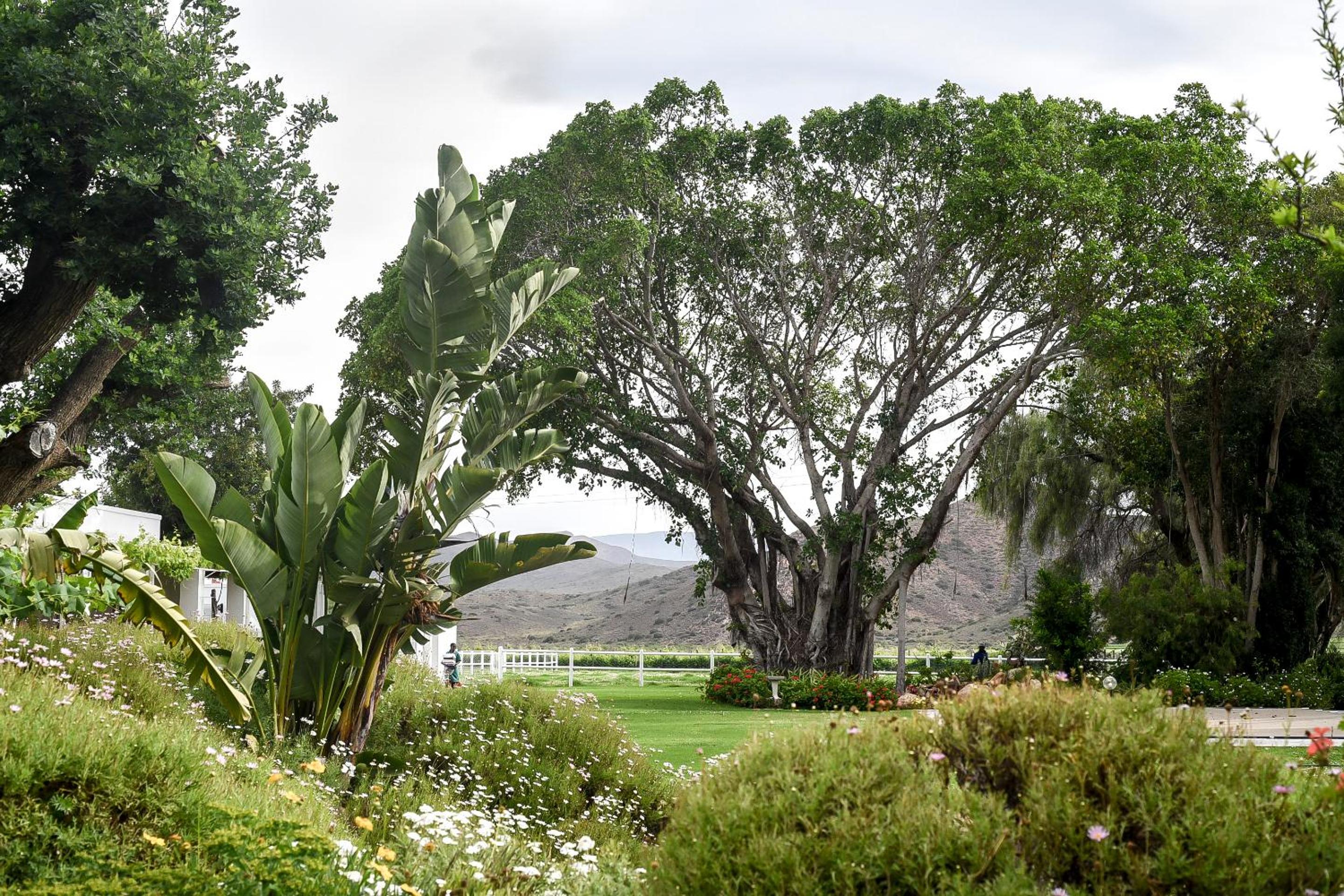 Green Olive Guesthouse