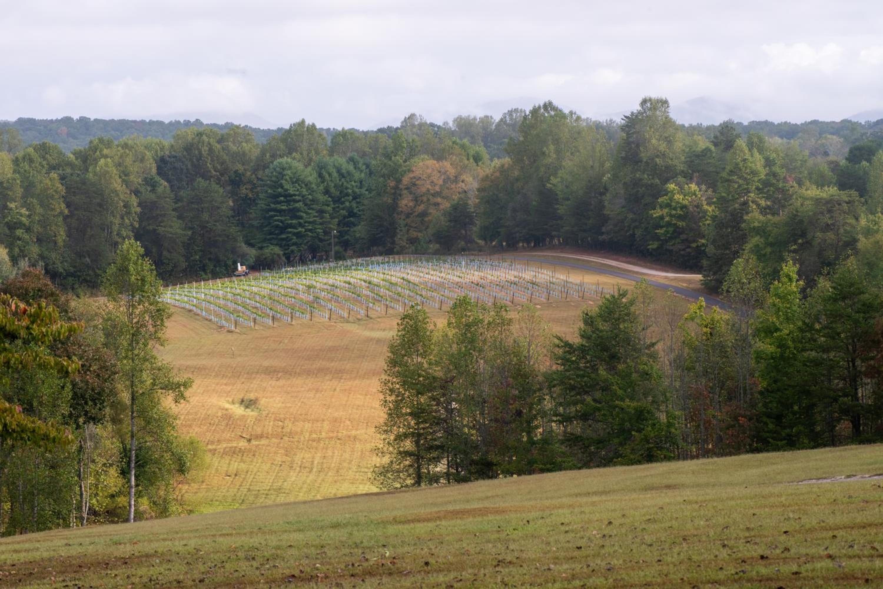 Dahlonega Resort and Vineyard view 2