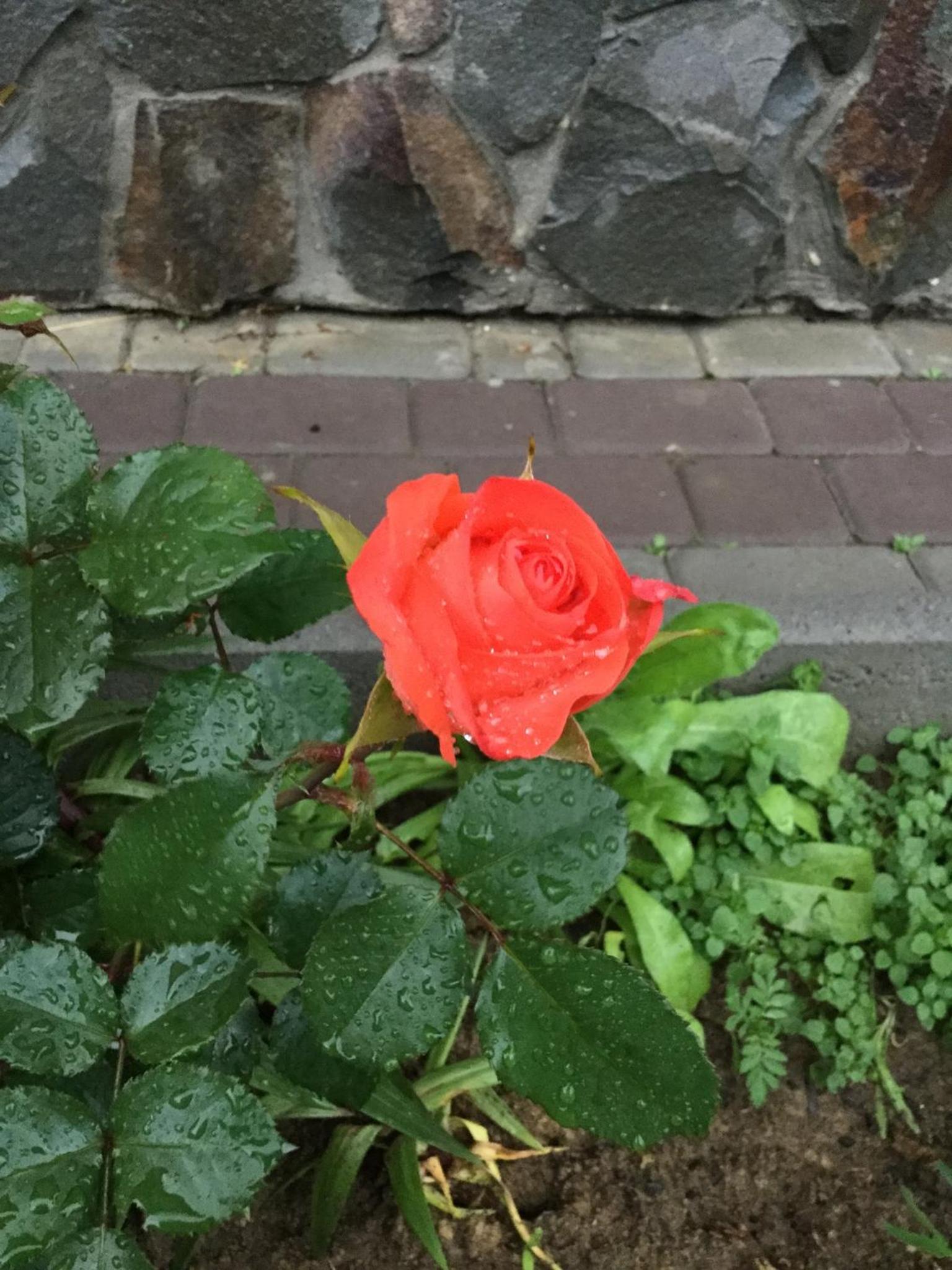 Photo 42