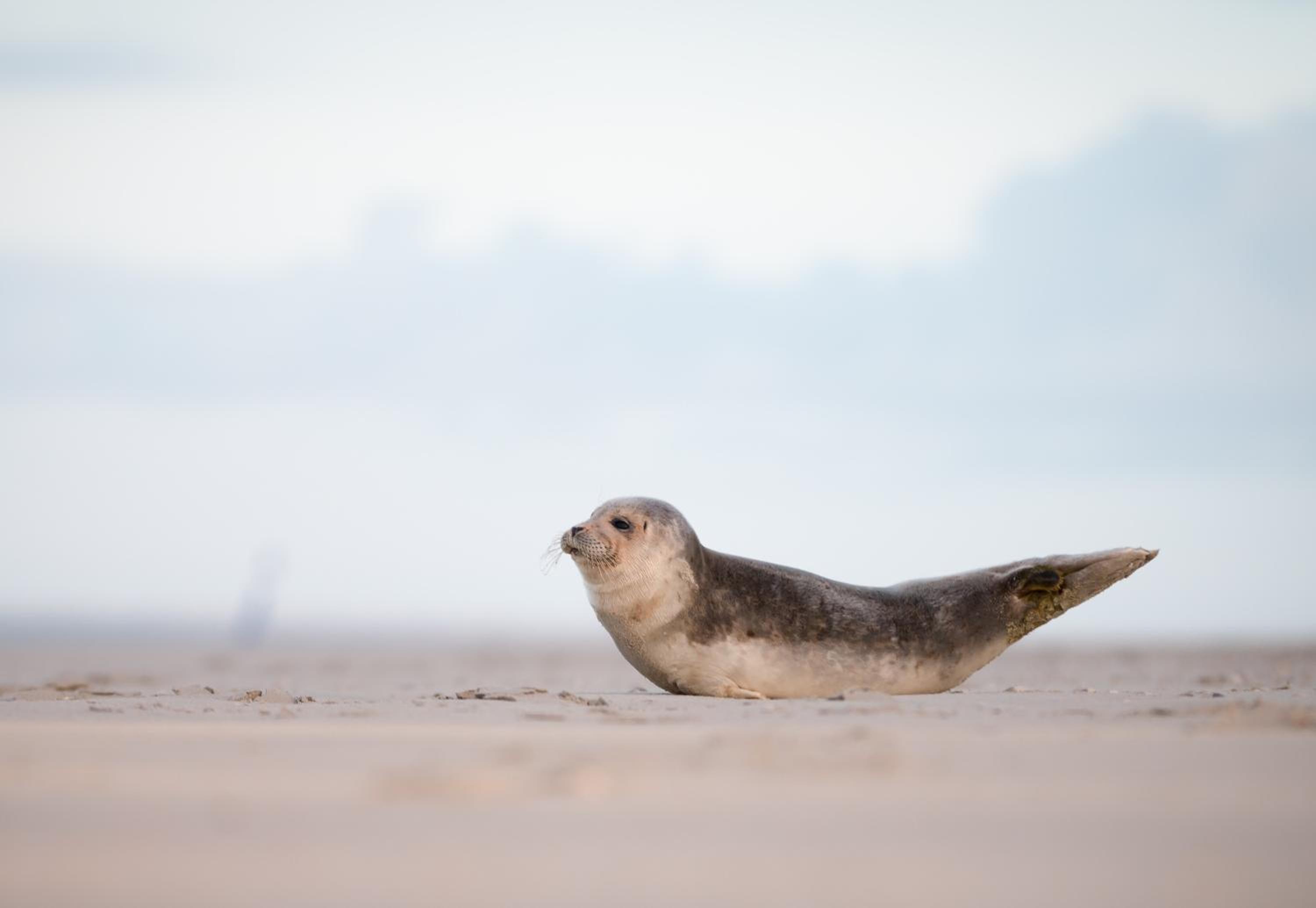 Strandbude Borkum