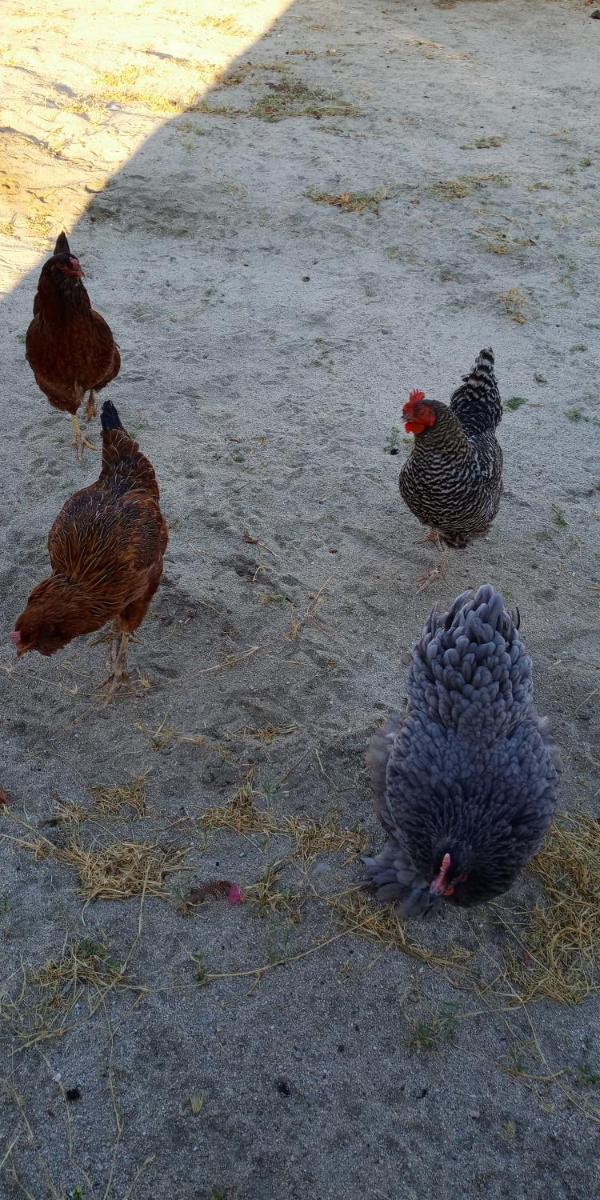 Palm Springs Vacations - Crashpod Hostel - Property Image 52