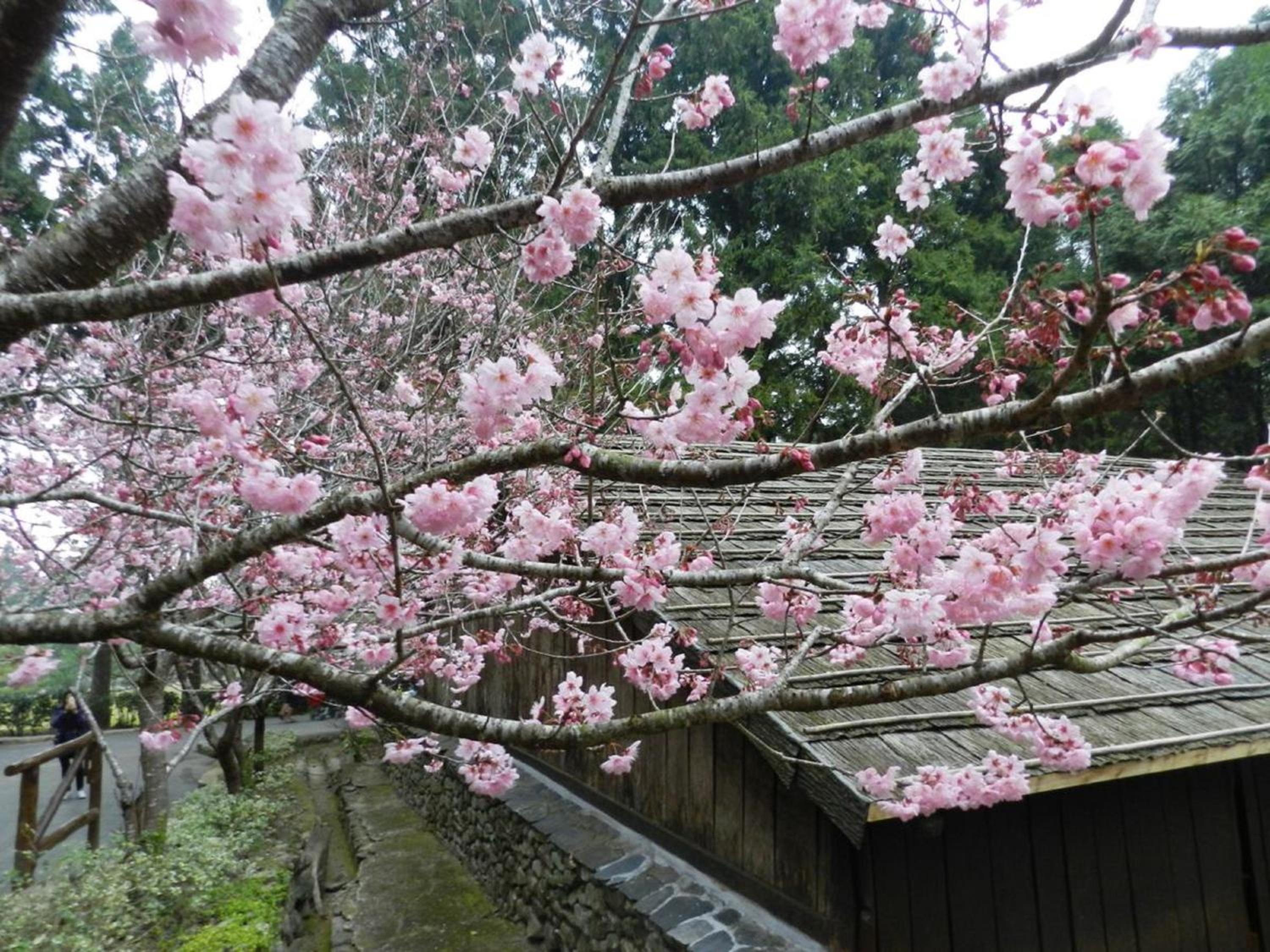 Photo 46